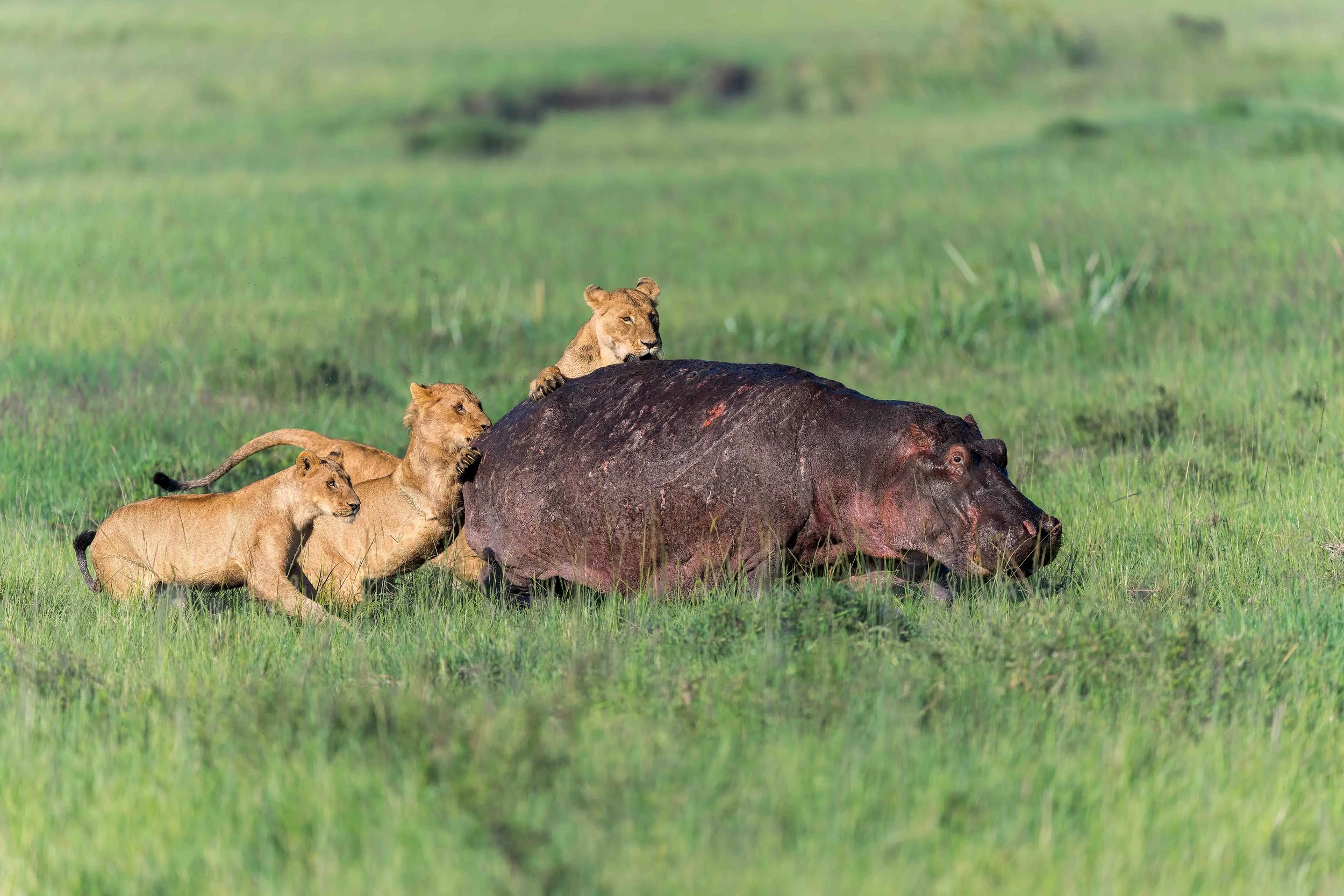 lions and hippo for website.jpg