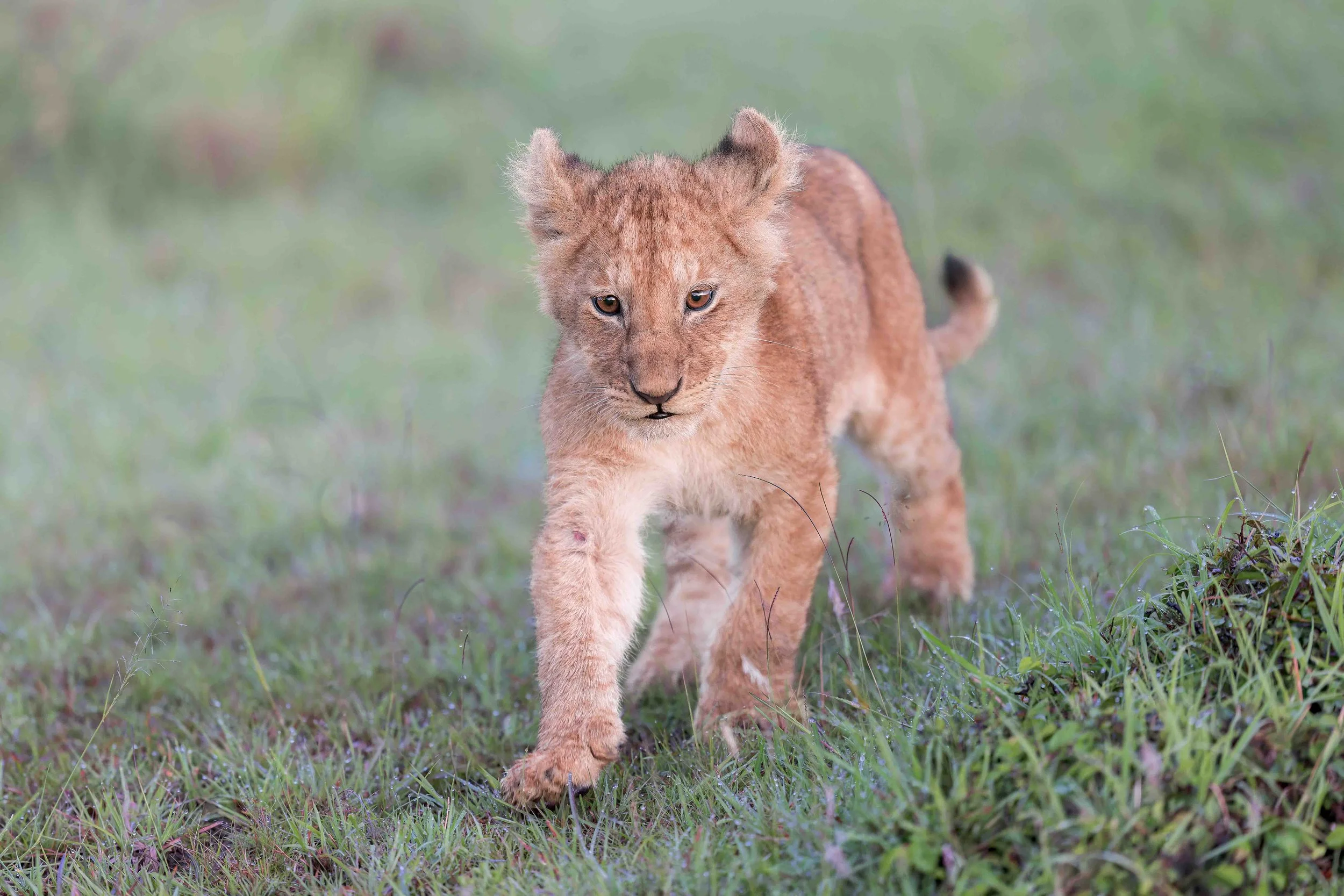 Lion cub for website.jpg