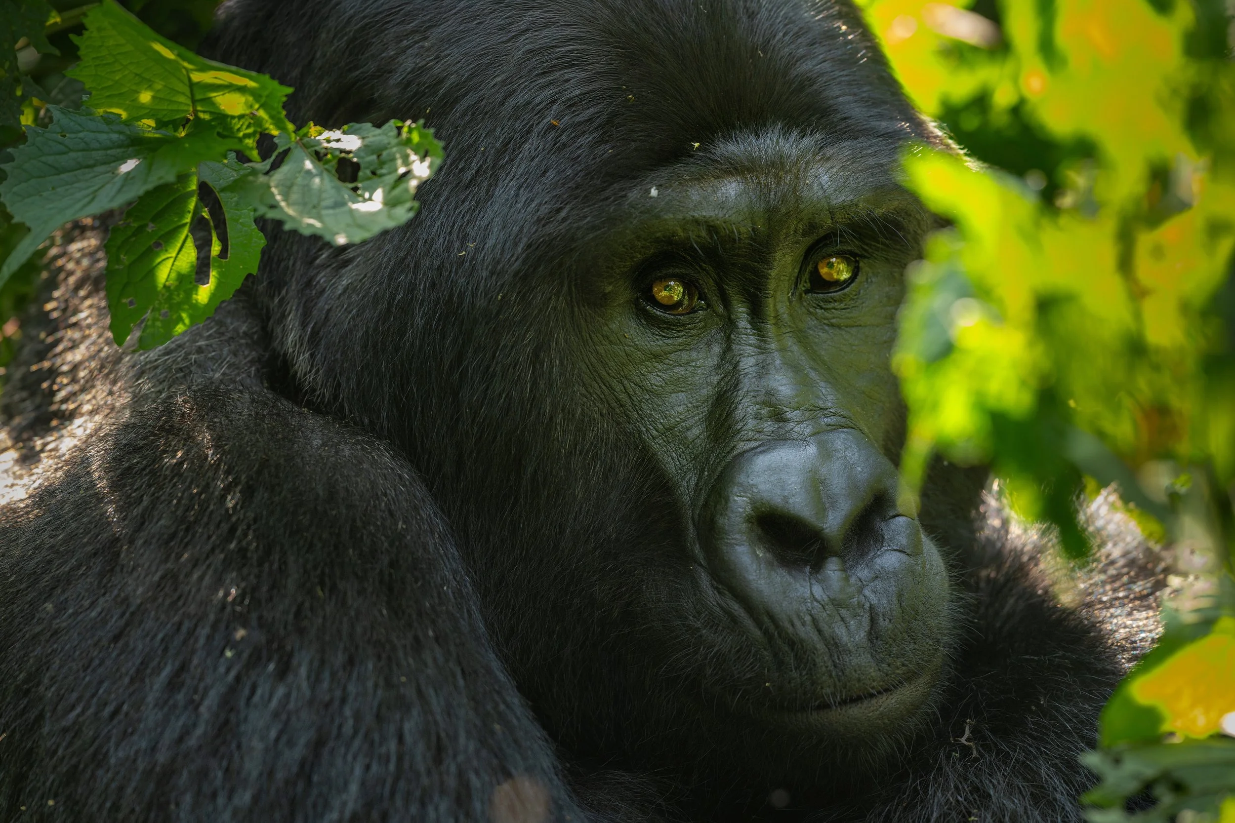 silverback gorilla face website.jpeg