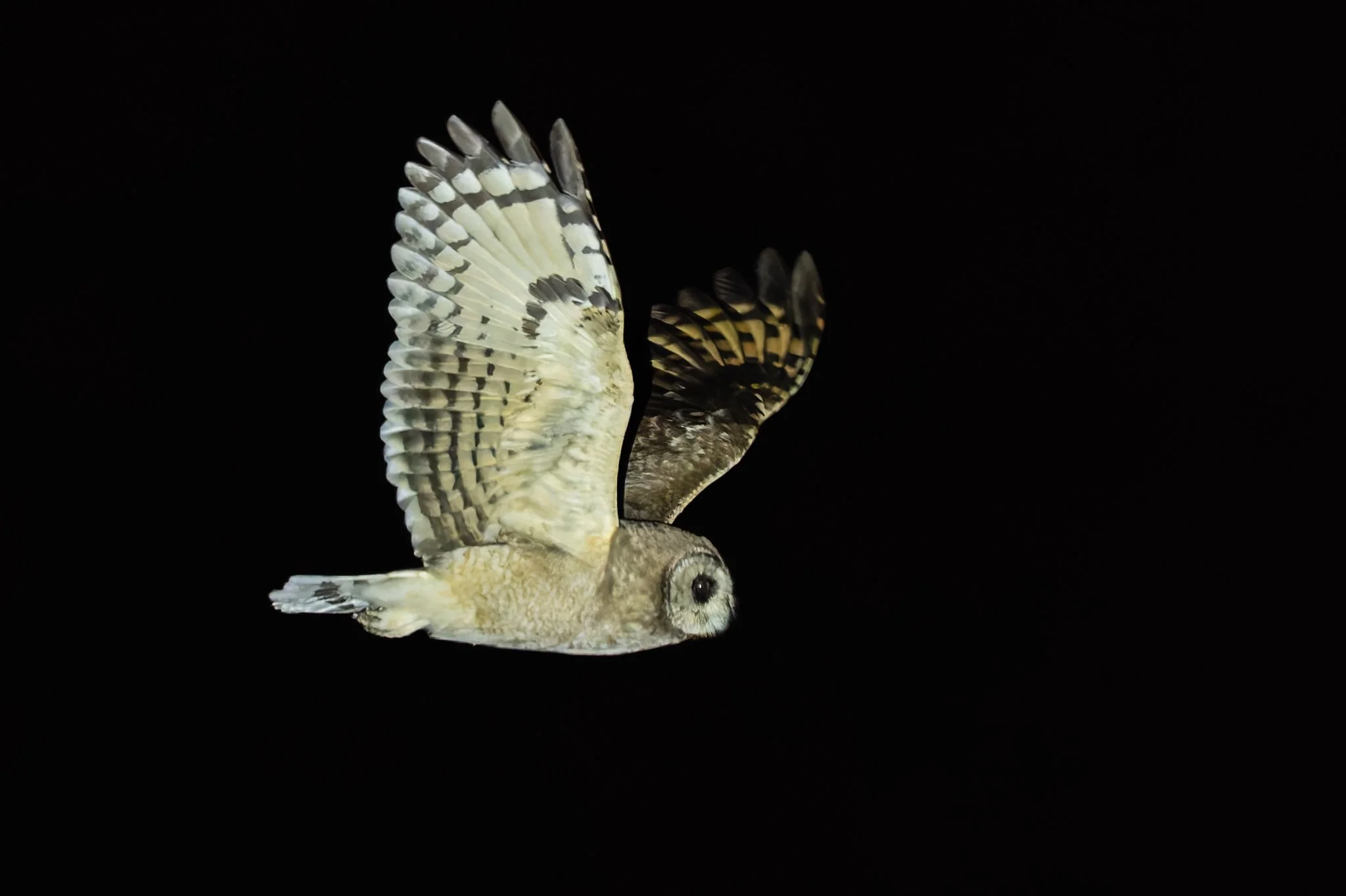 Marsh Owl