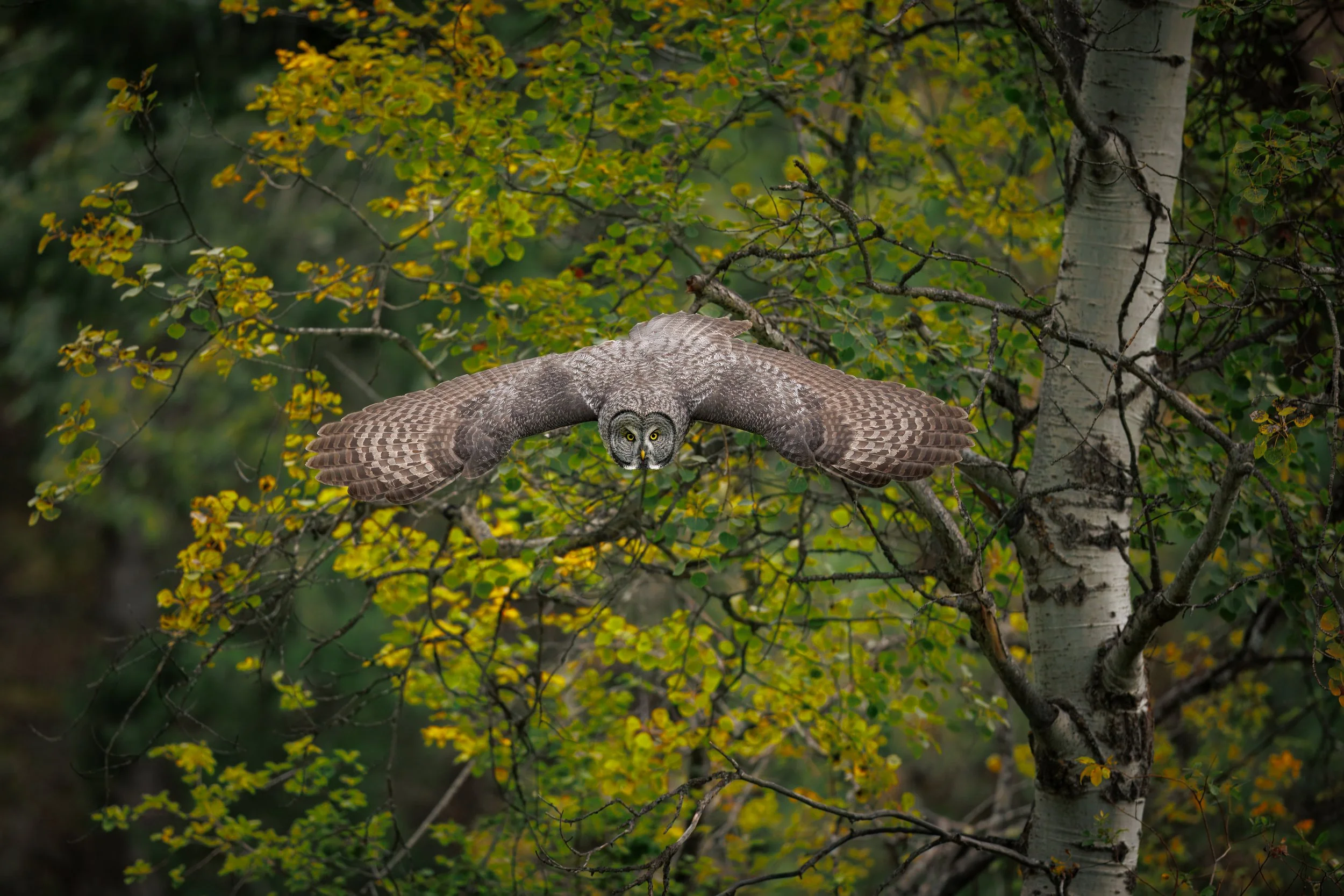 Great Gray Owl Tac flight from aspen 1.jpg