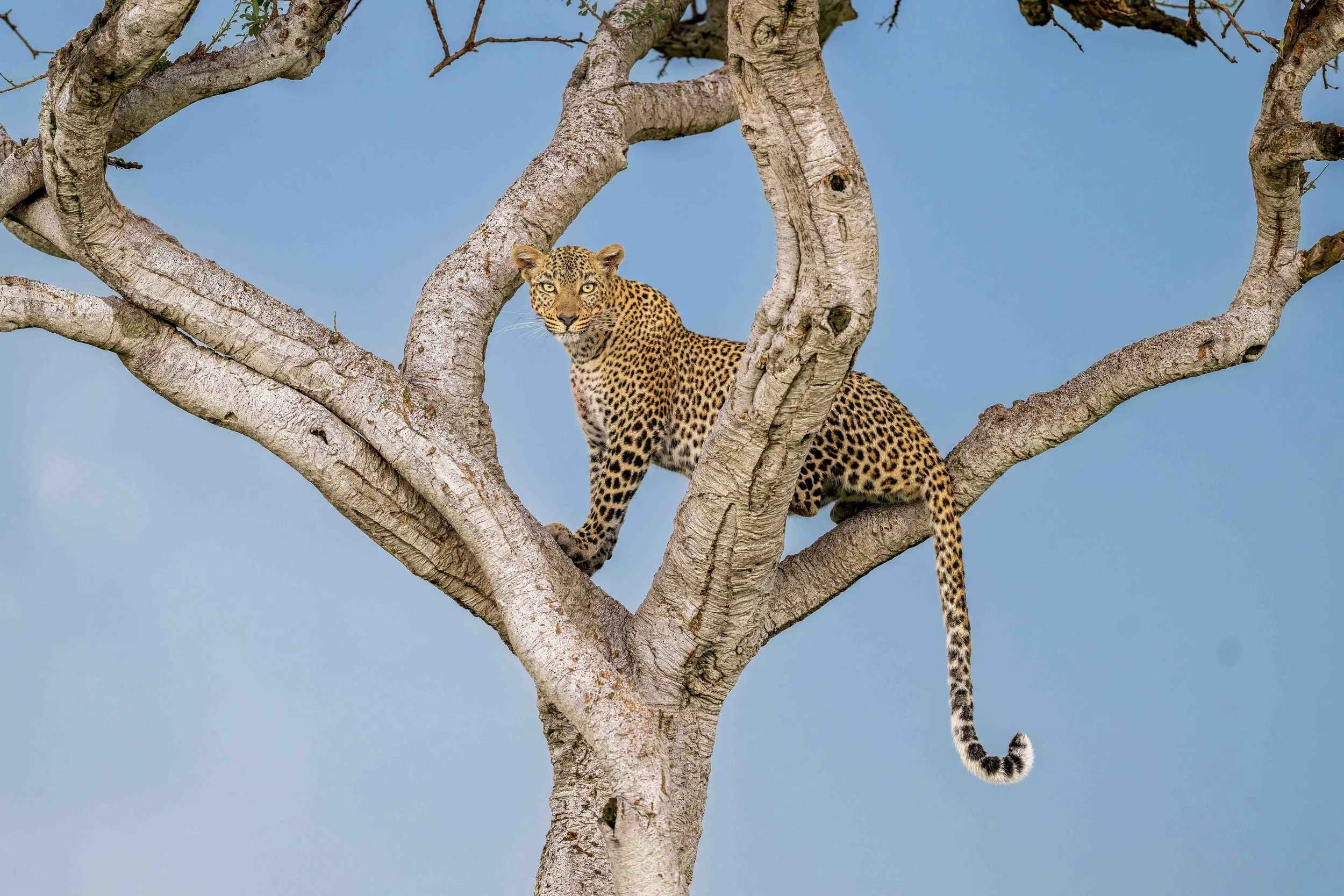 leopard tree website.jpg