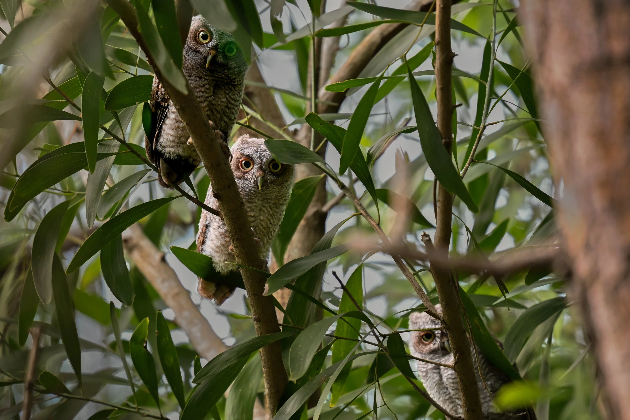 3 screech owl chicks.jpg