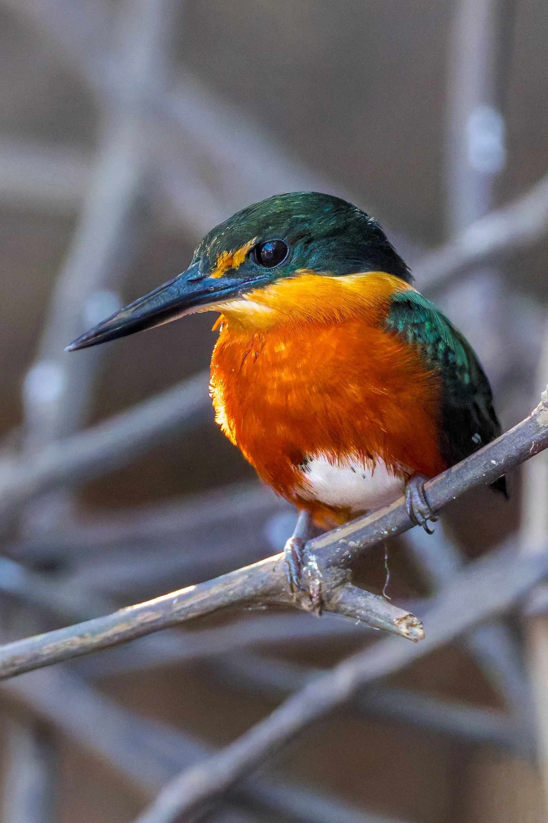 kingfisher.jpg