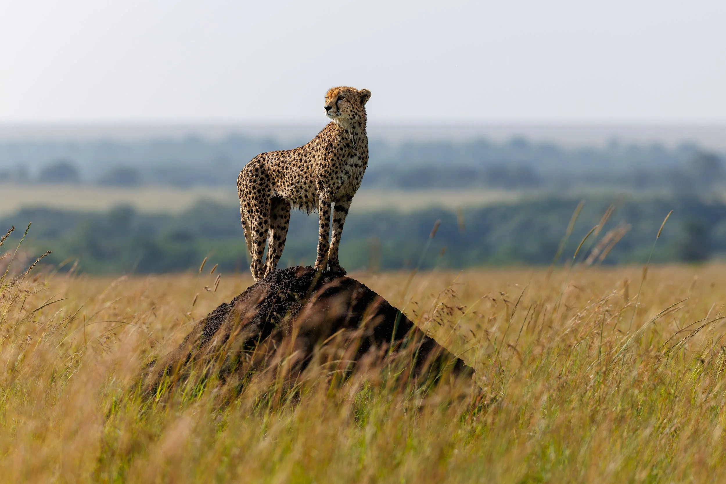 cheetah termite full.jpg