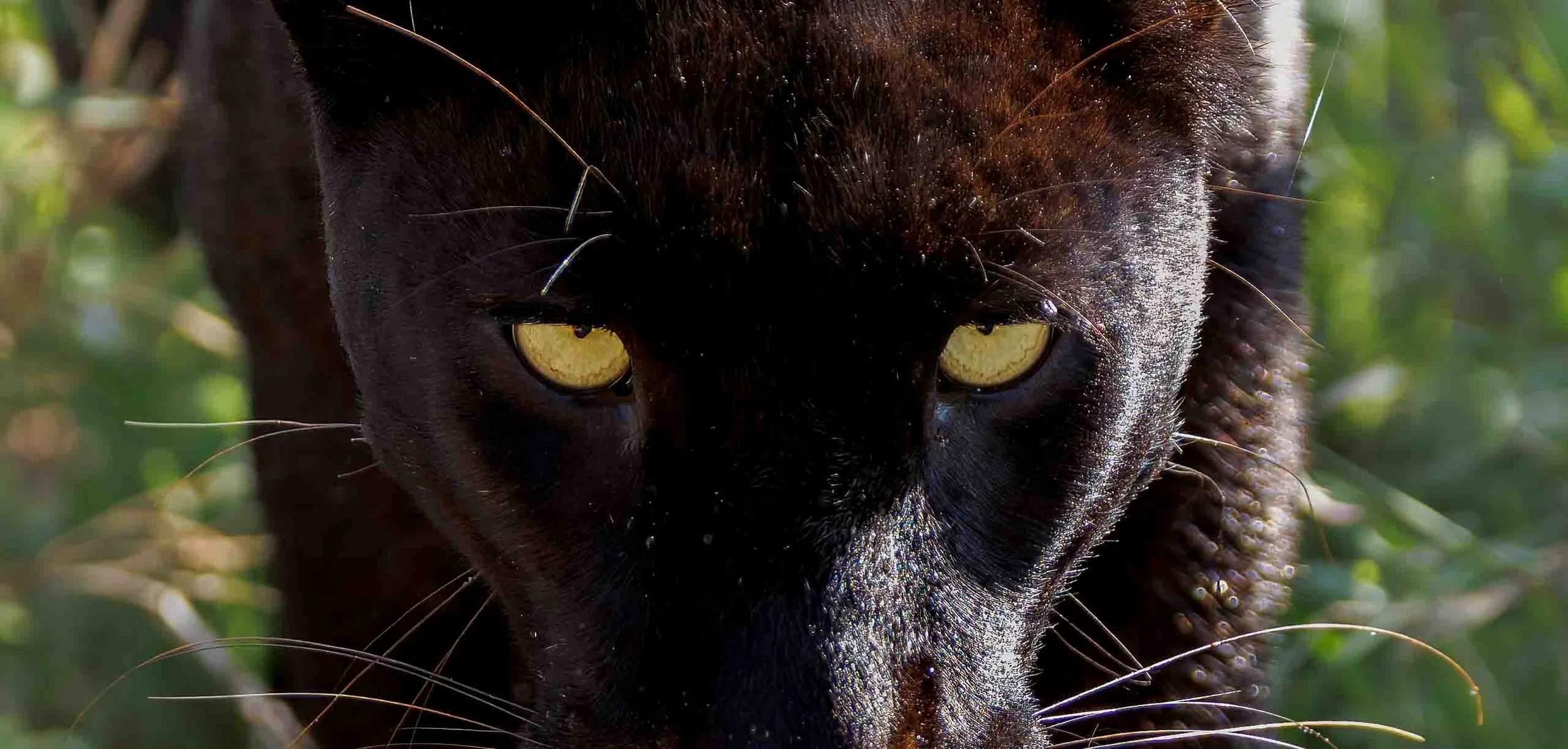 Giza for website.jpg