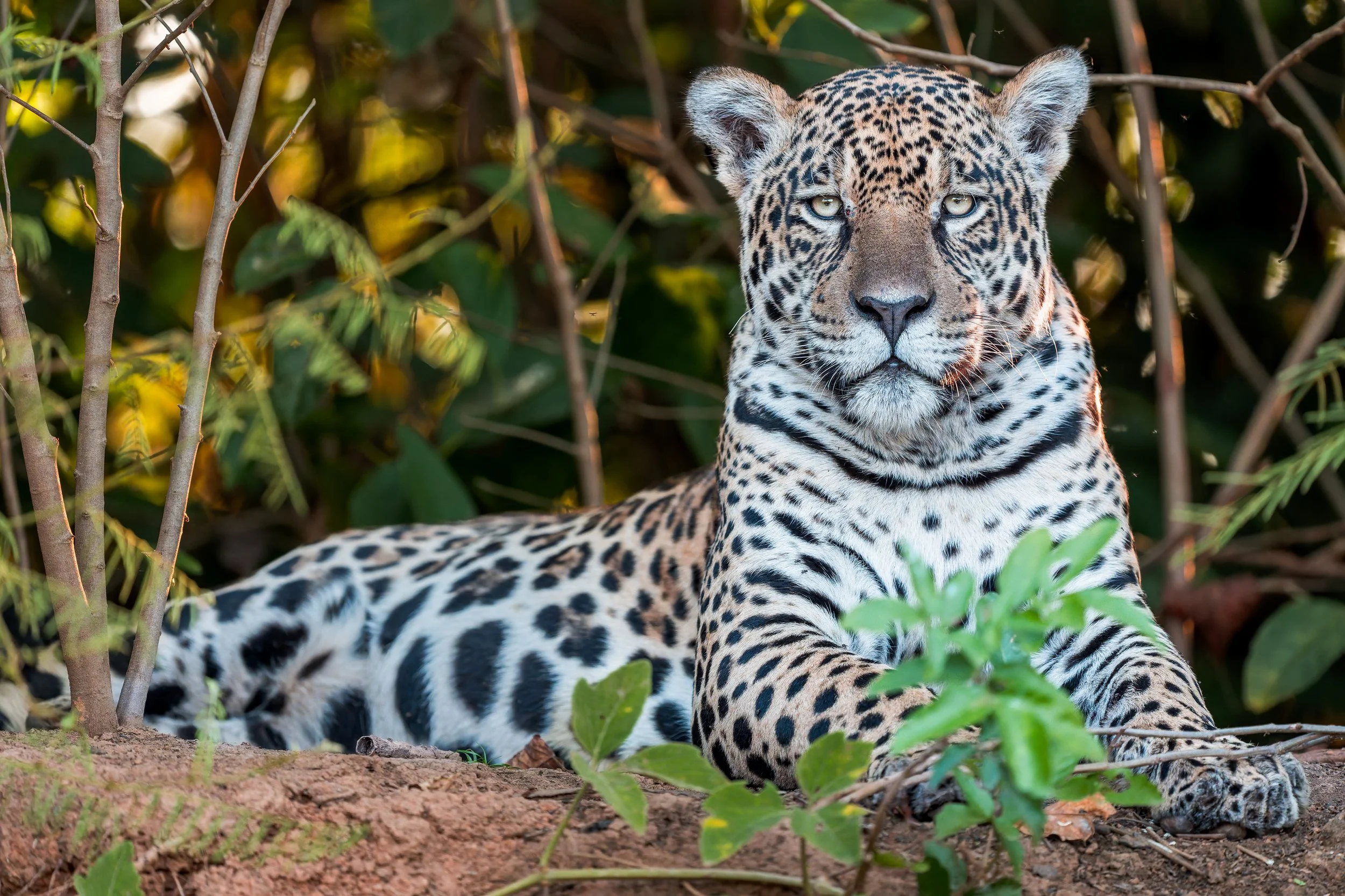 jaguar on beach on last day less than 20.jpg
