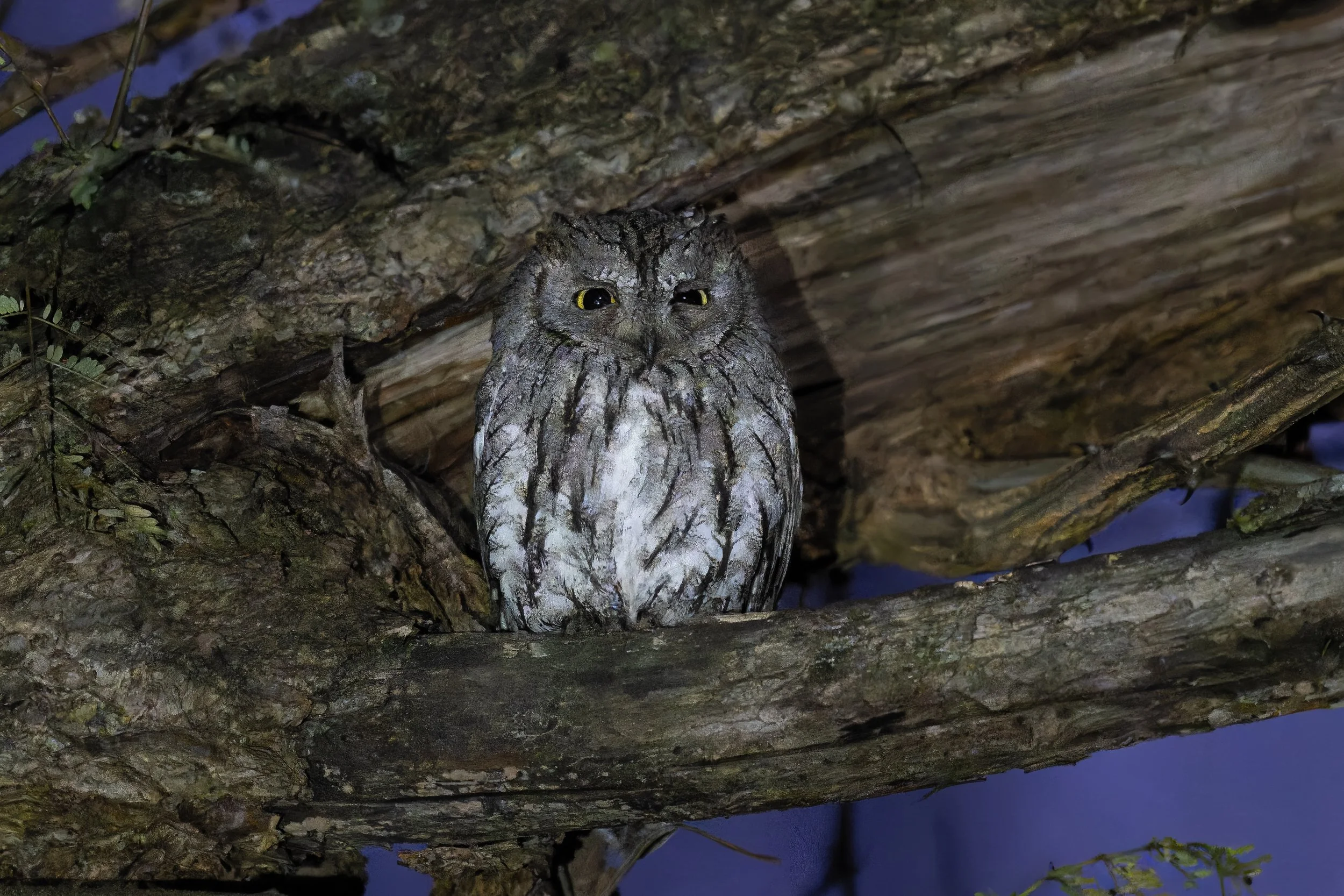 Scops owl