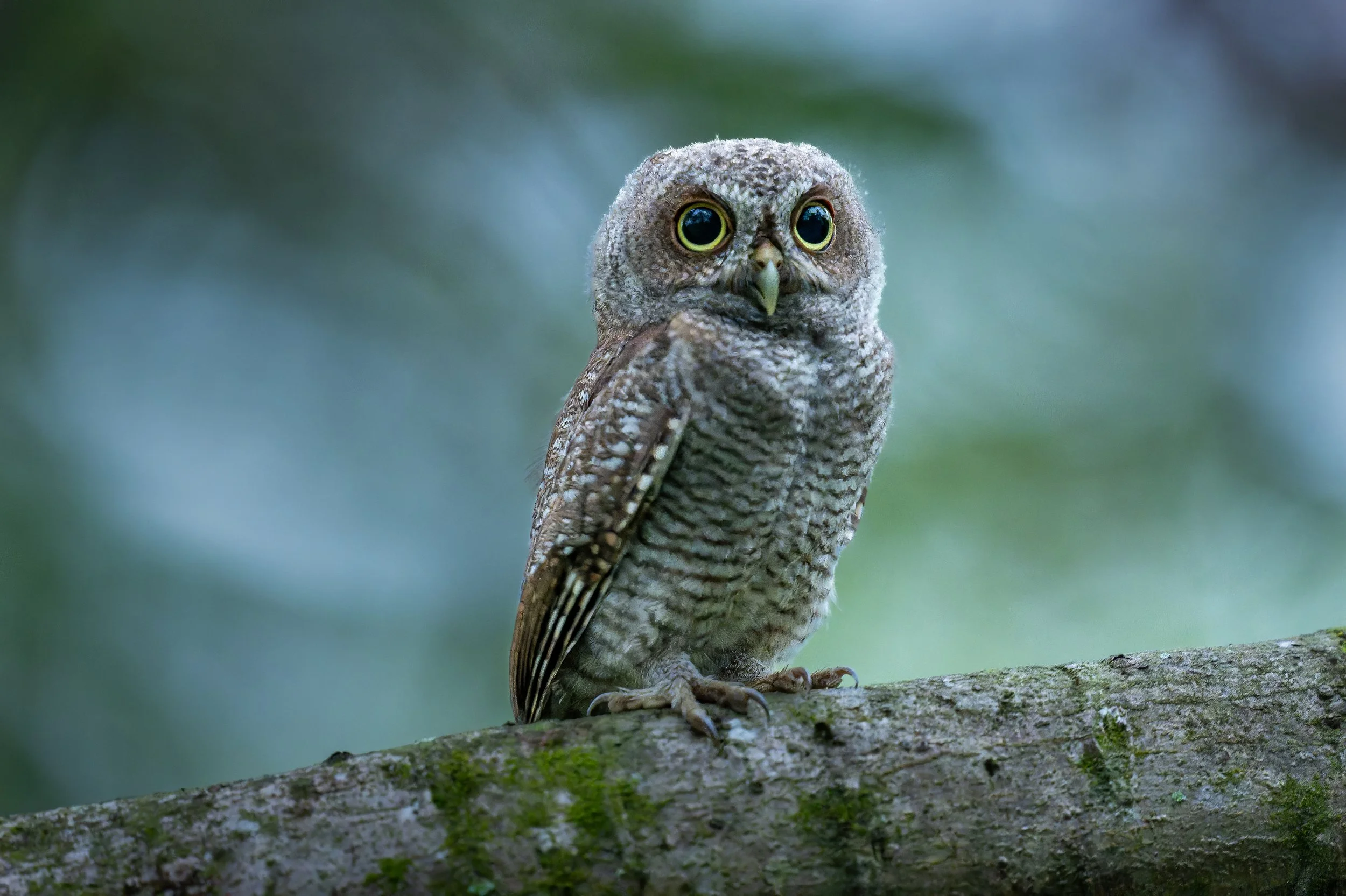 screech owl chick red morph2.jpg