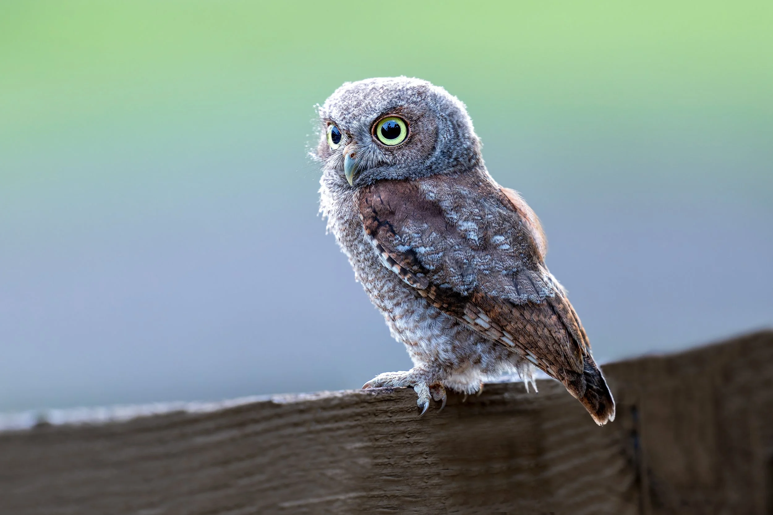Red screech chick.jpg