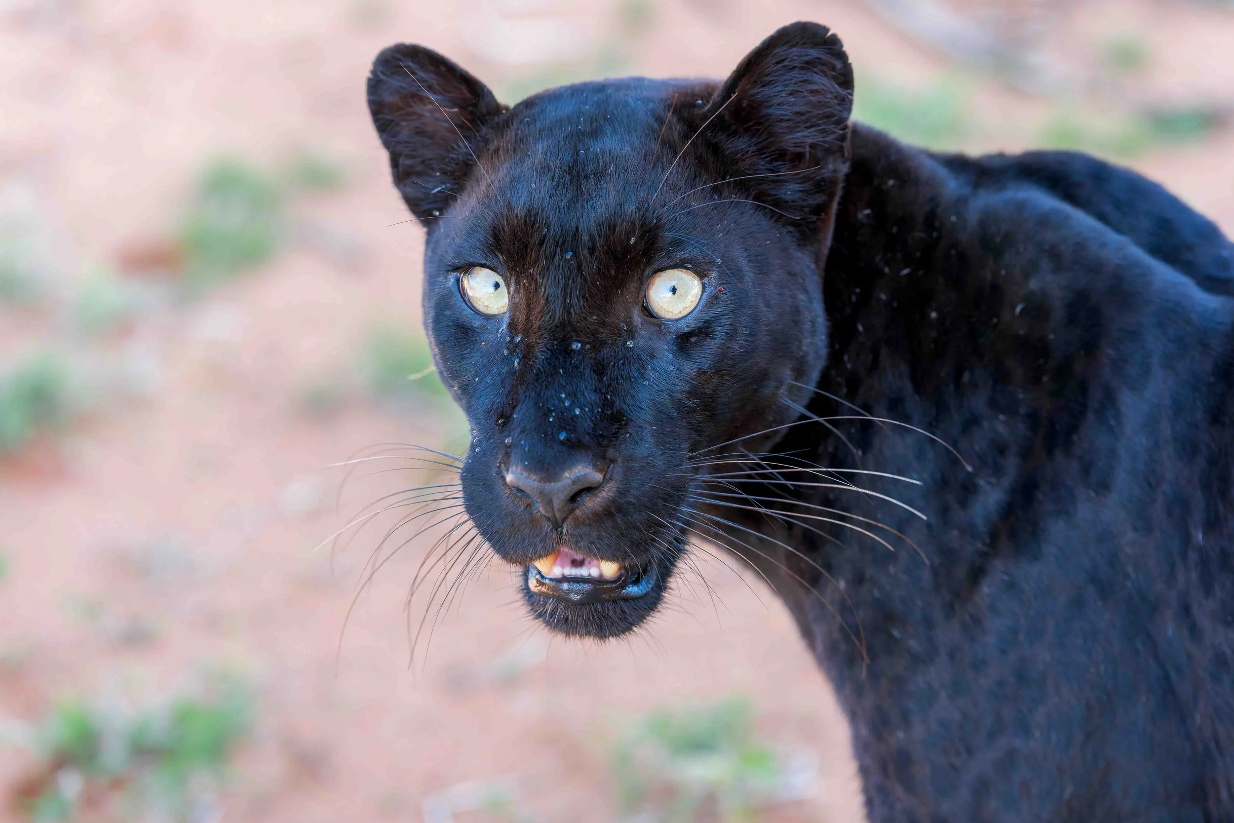 leopard - giza for website.jpg
