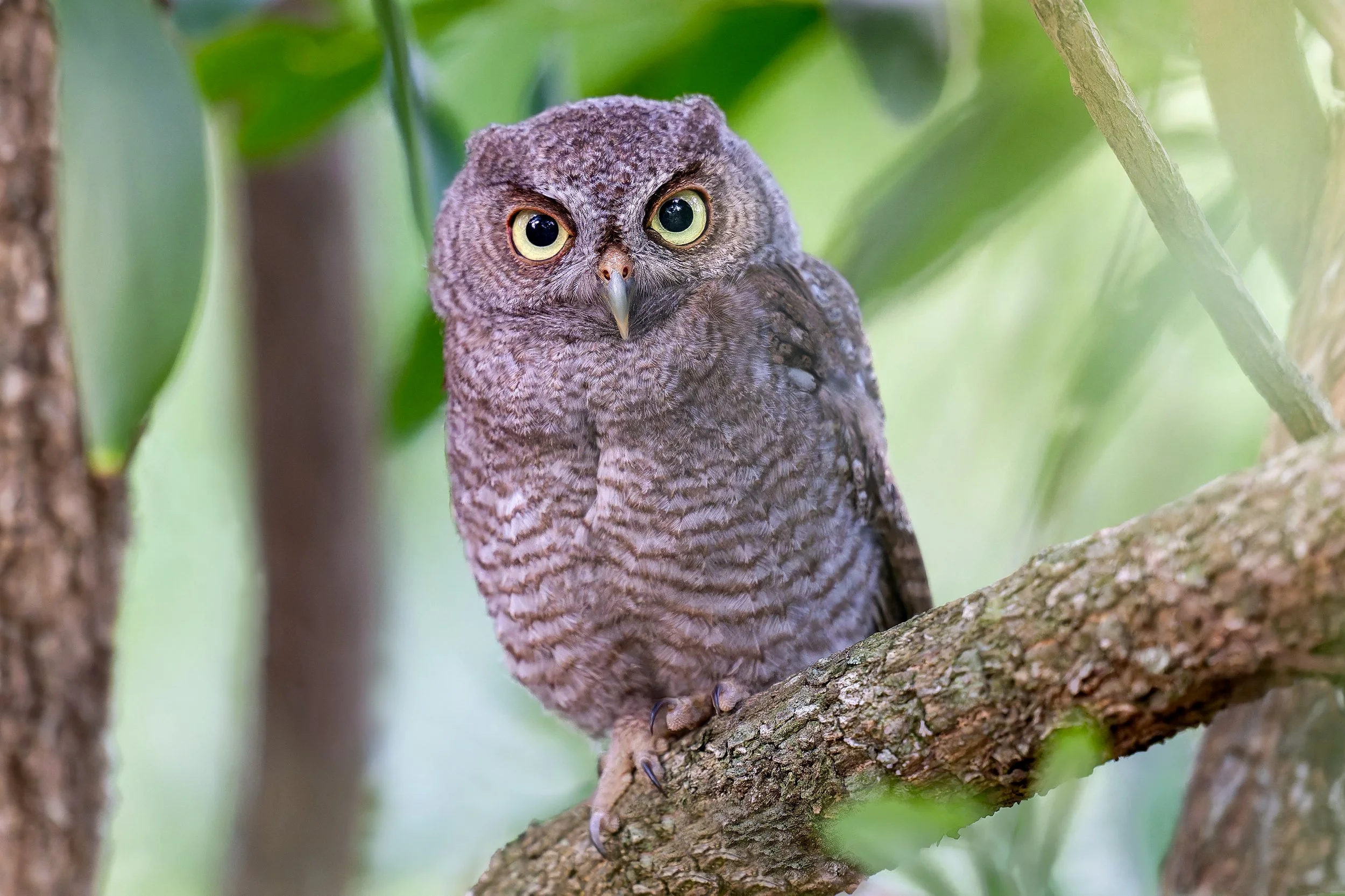 Screech chick in rudy's spot.jpg