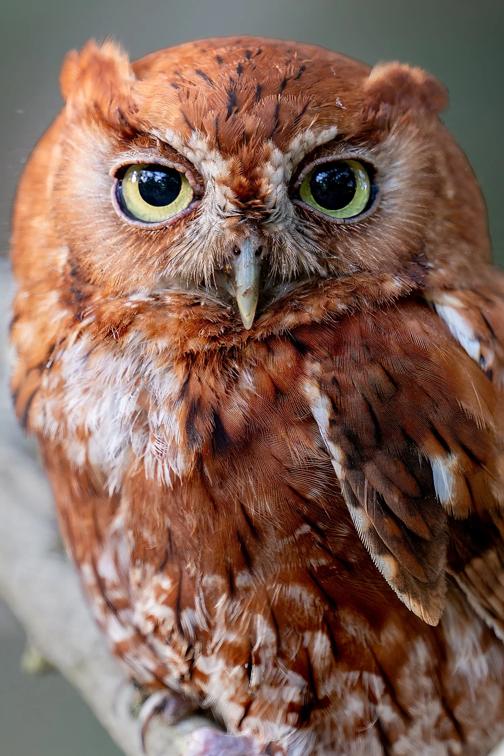 Rudy (male)
