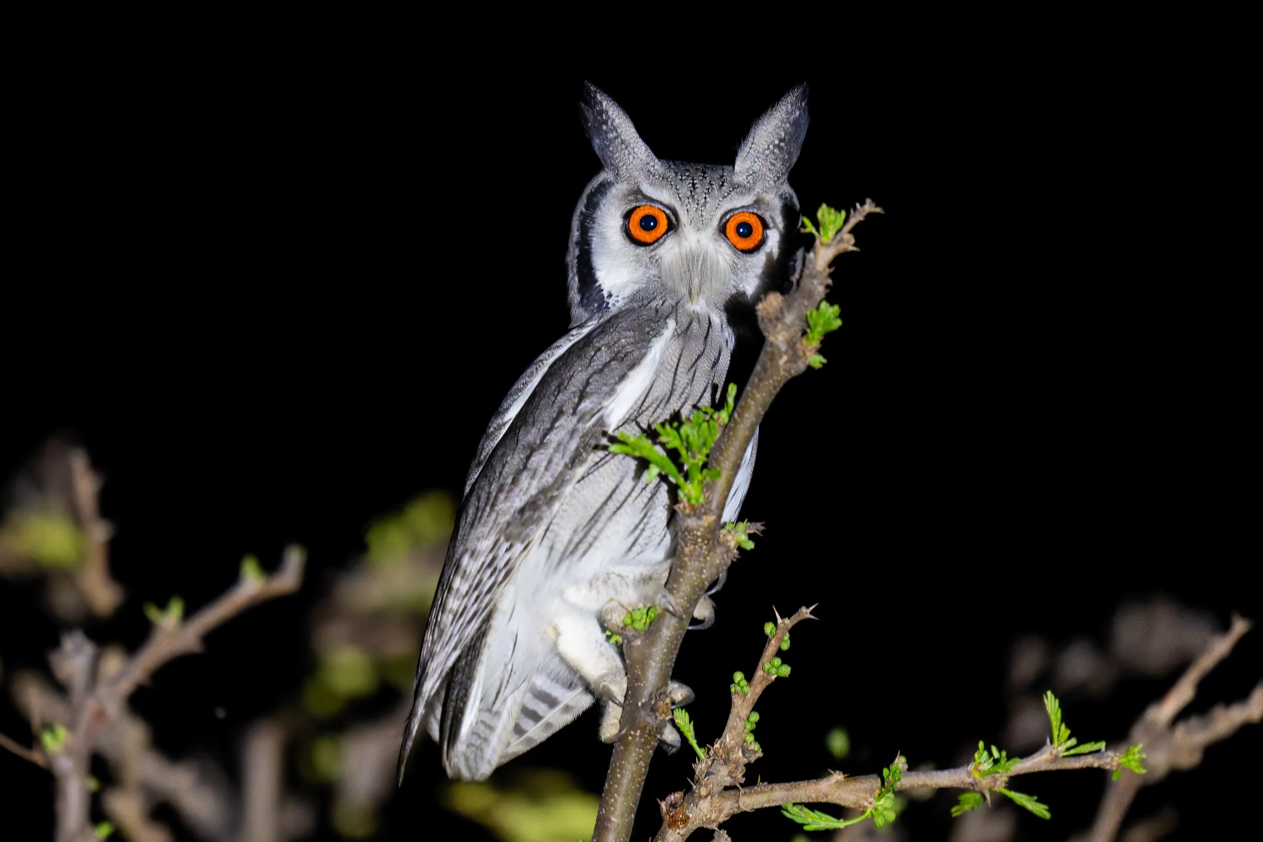 Southern White-Face Owl