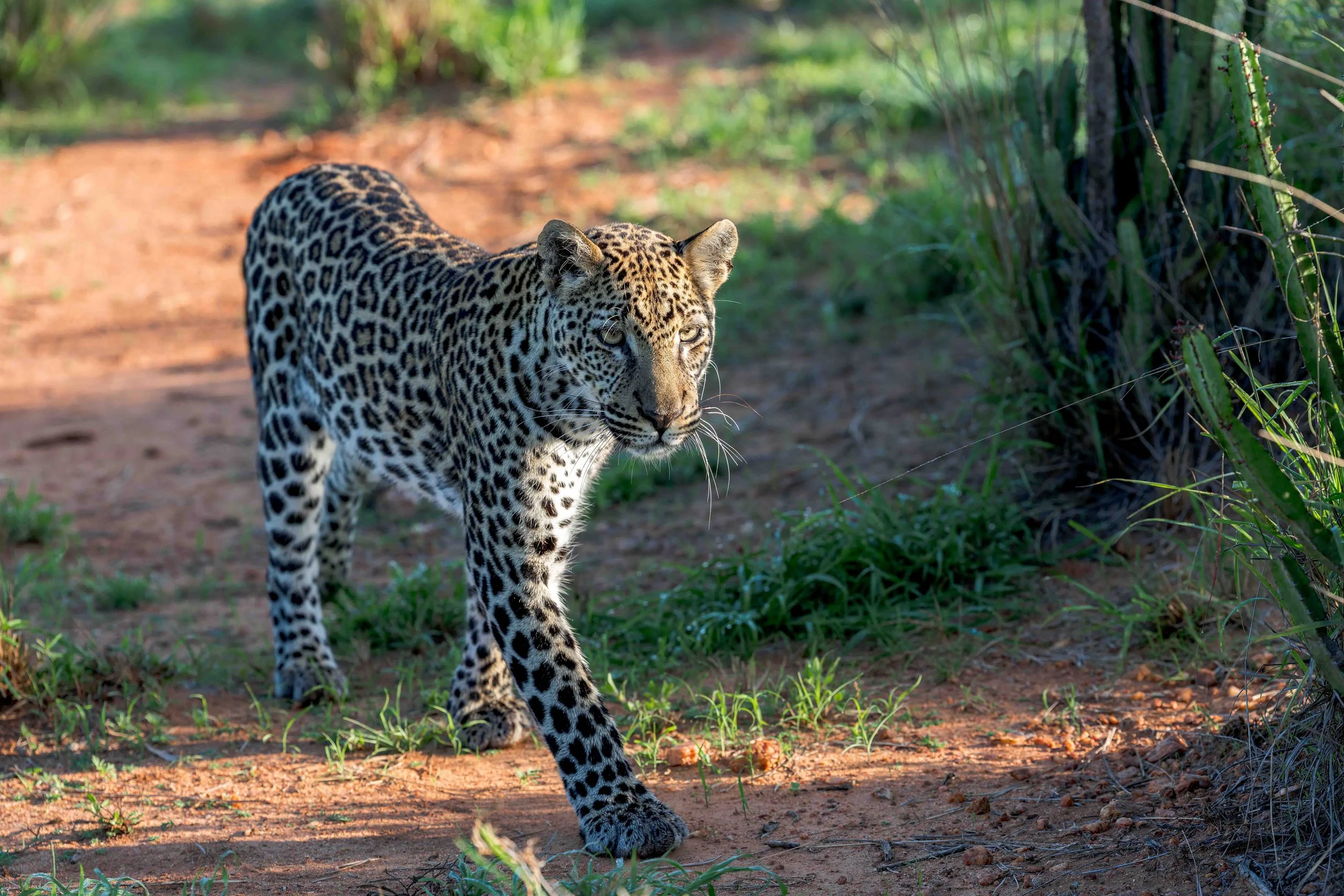 leopard - giza cub for website.jpg