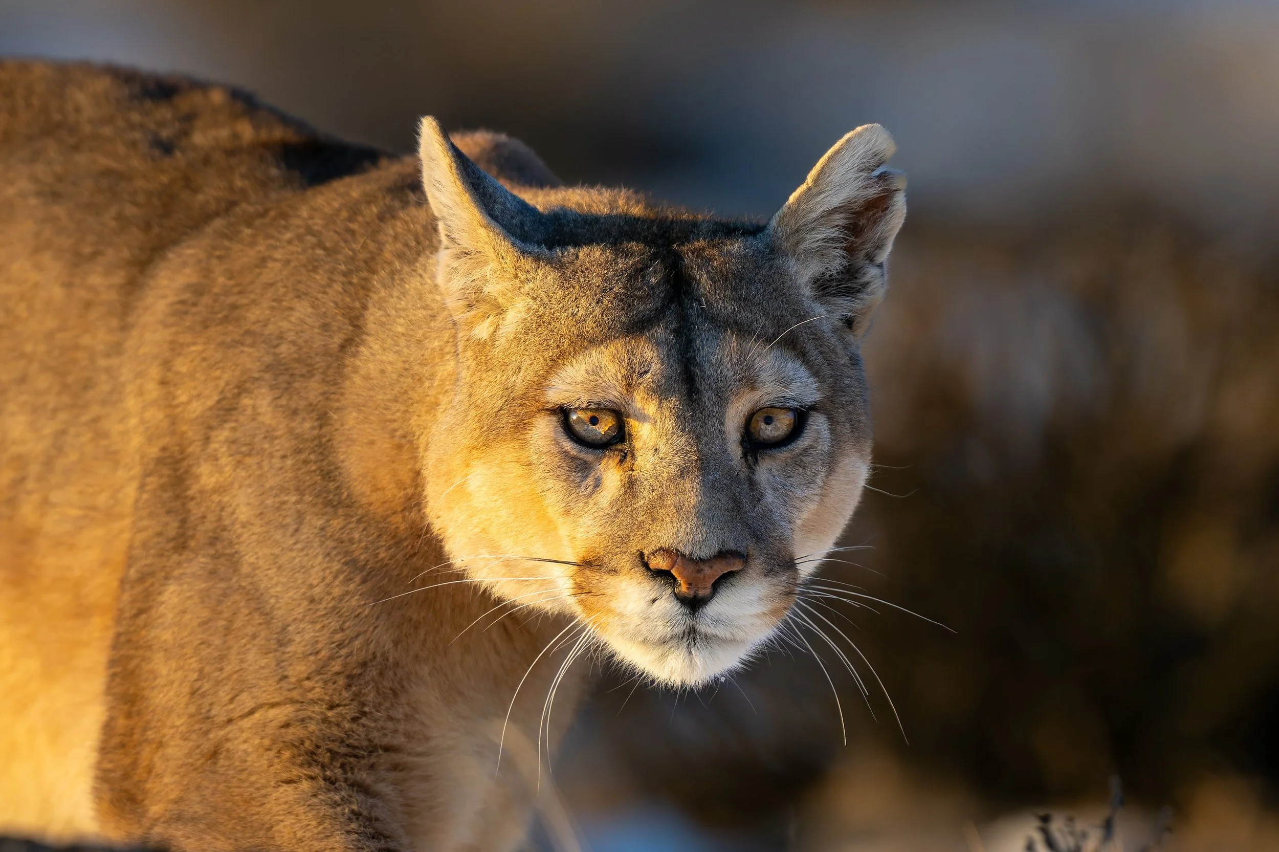 DSC_1340-DxO_DeepPRIME XD2s_XD.jpg