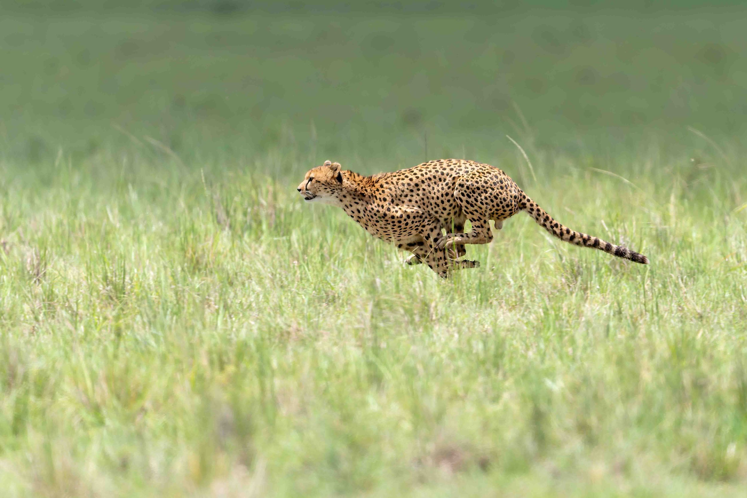 cheetah run for website.jpg