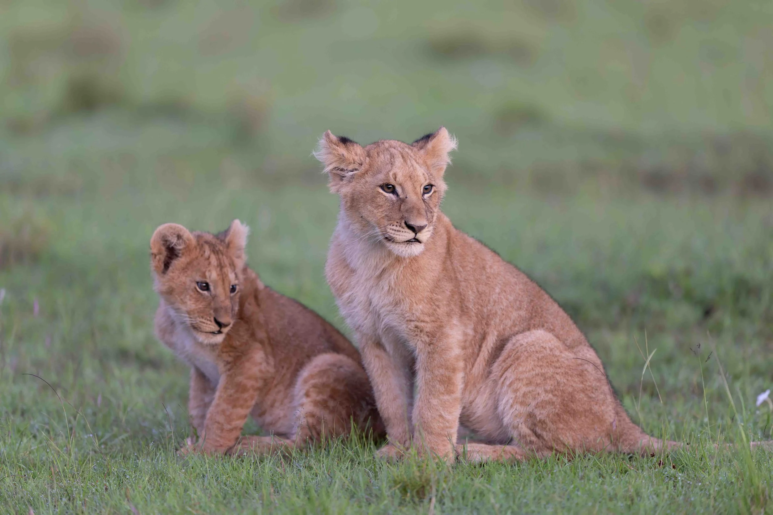 lion cubs website.jpg