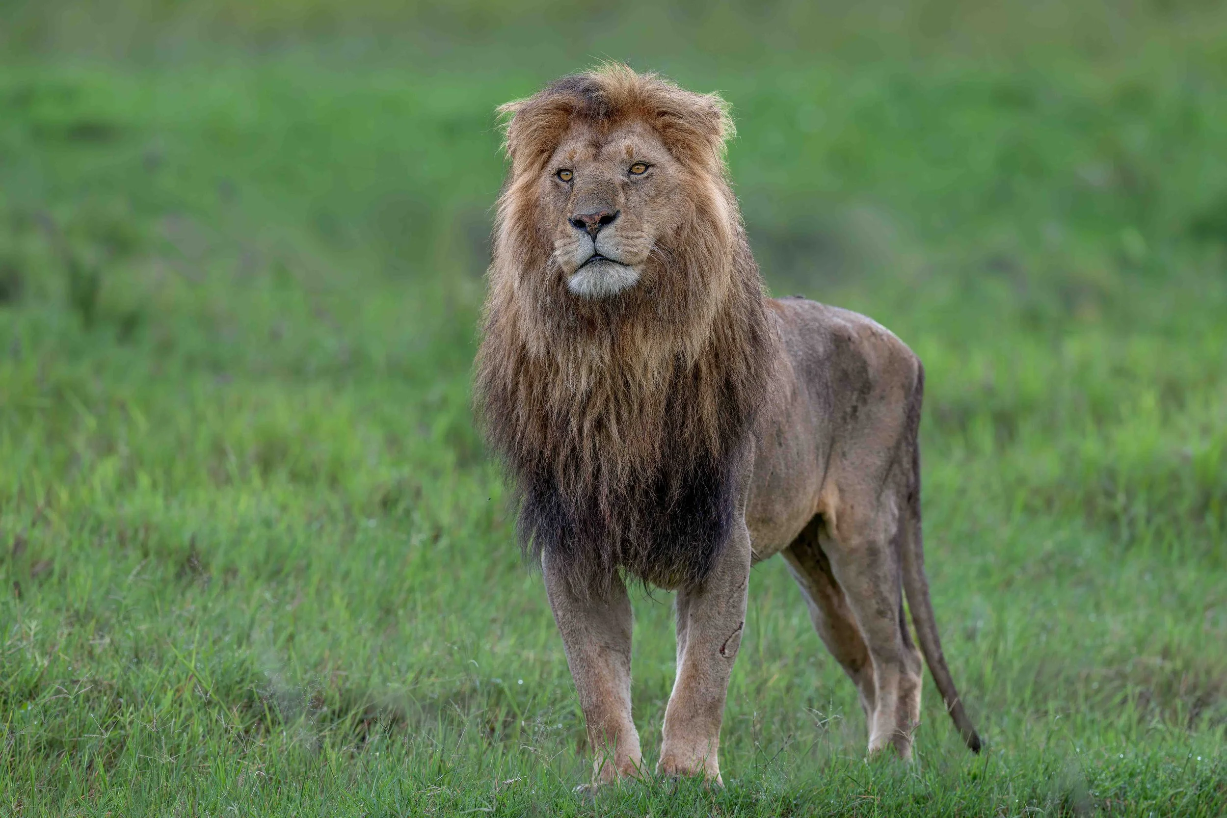 lion male website.jpg