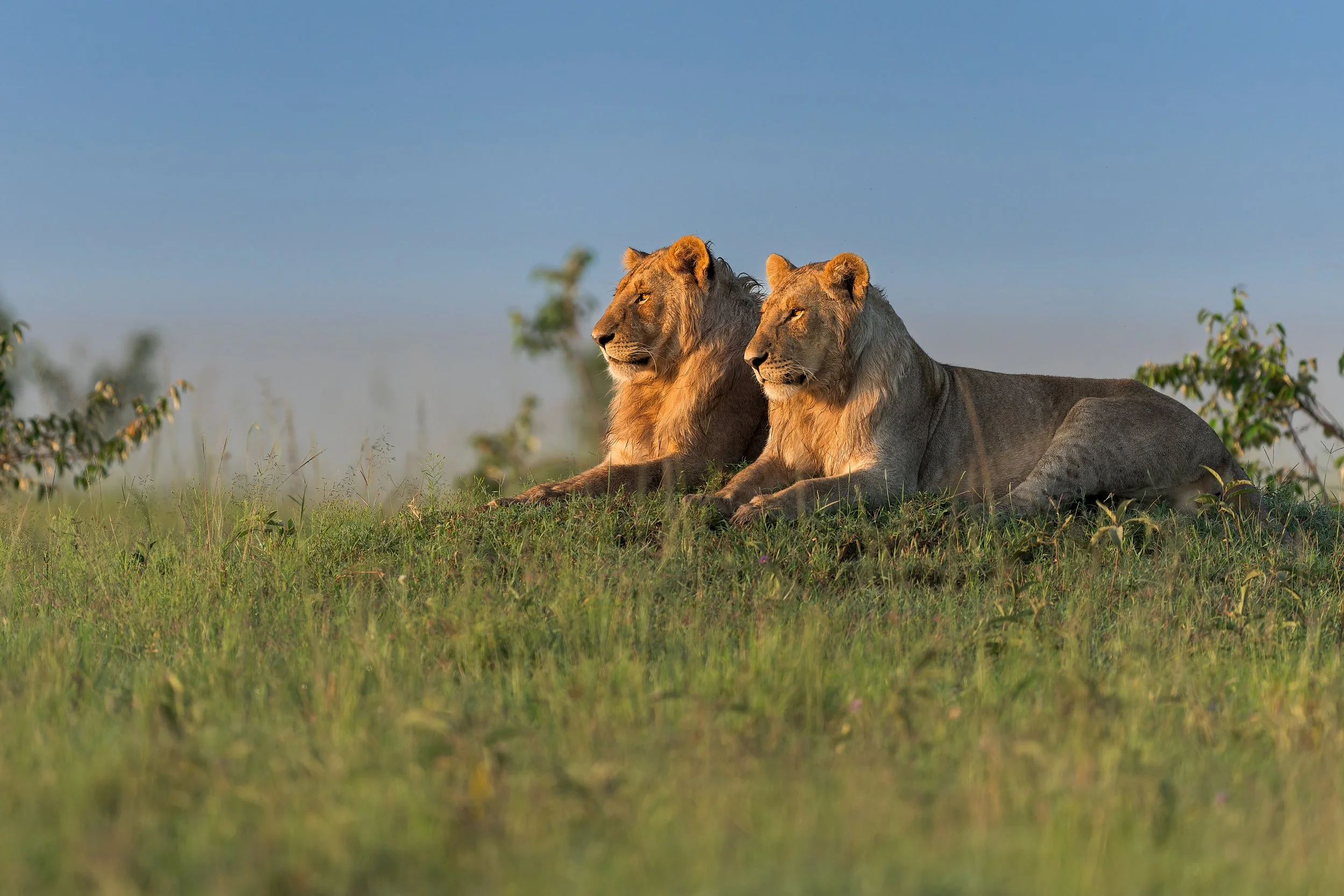 male lions full.jpg