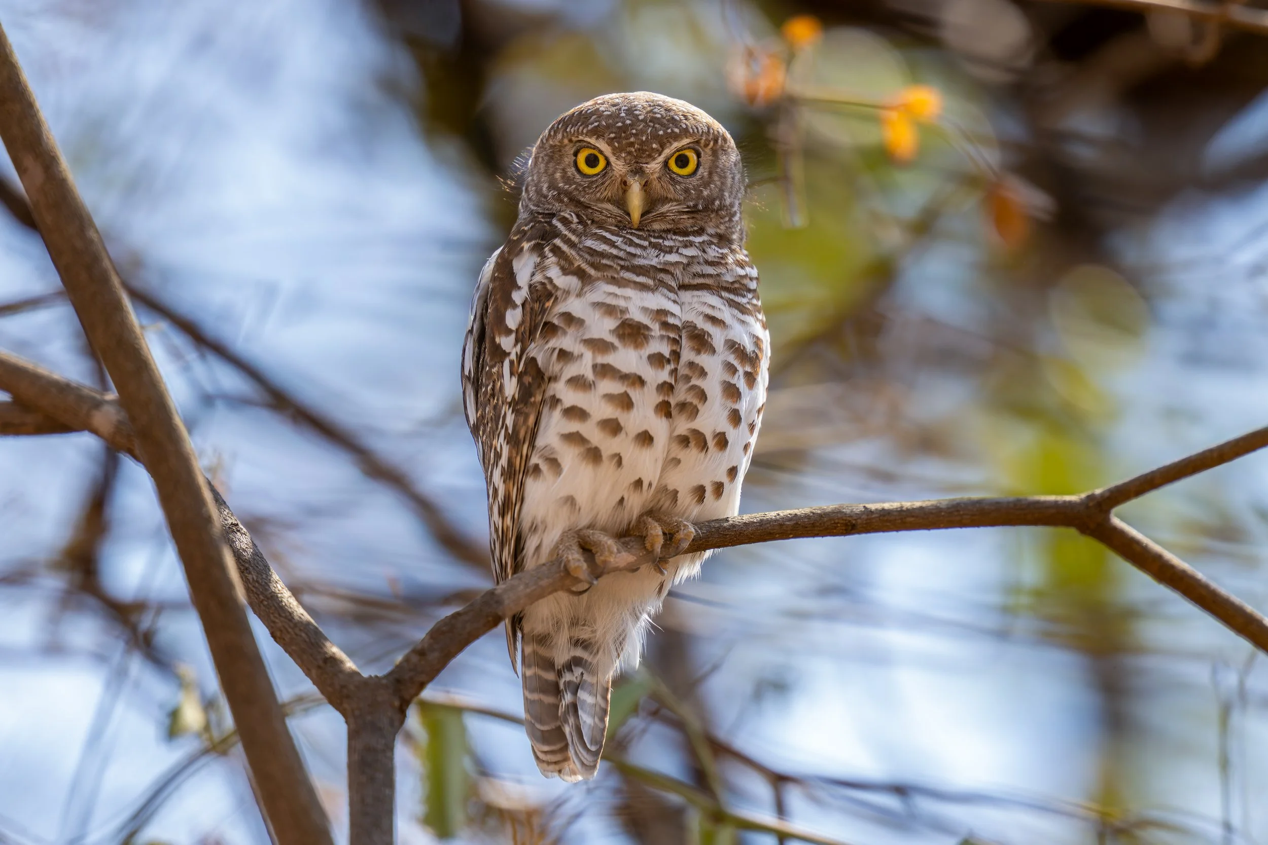 Barred Owlet