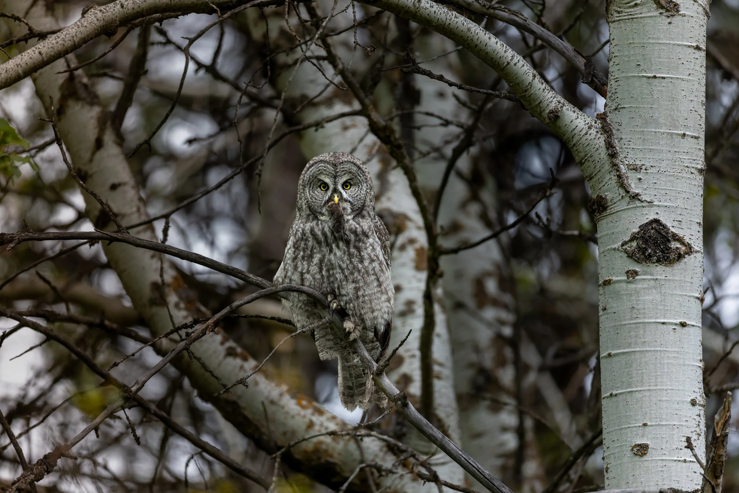 Great Gray Owl Tac in aspen with vole.jpg