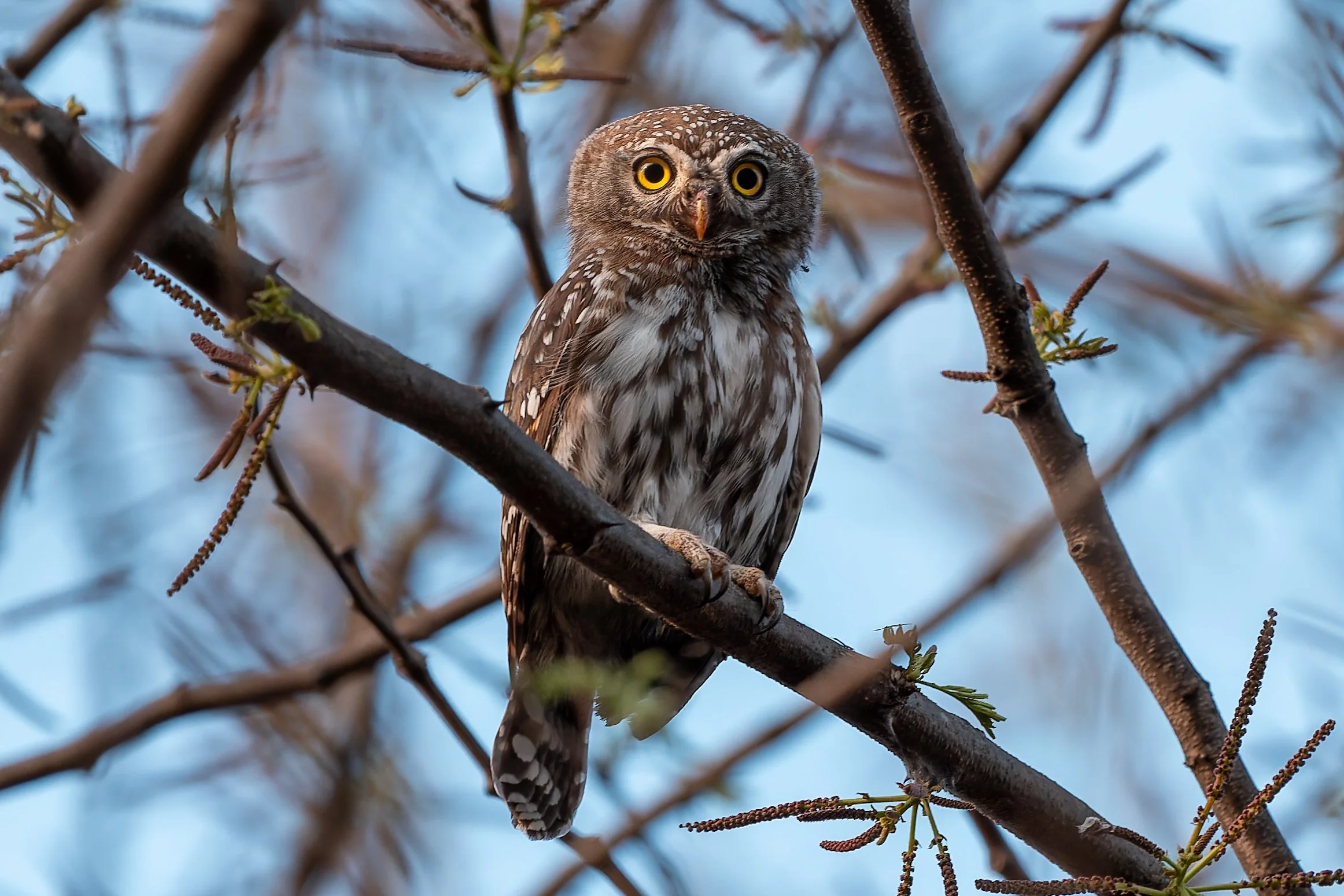 Pearl-spotted Owlet