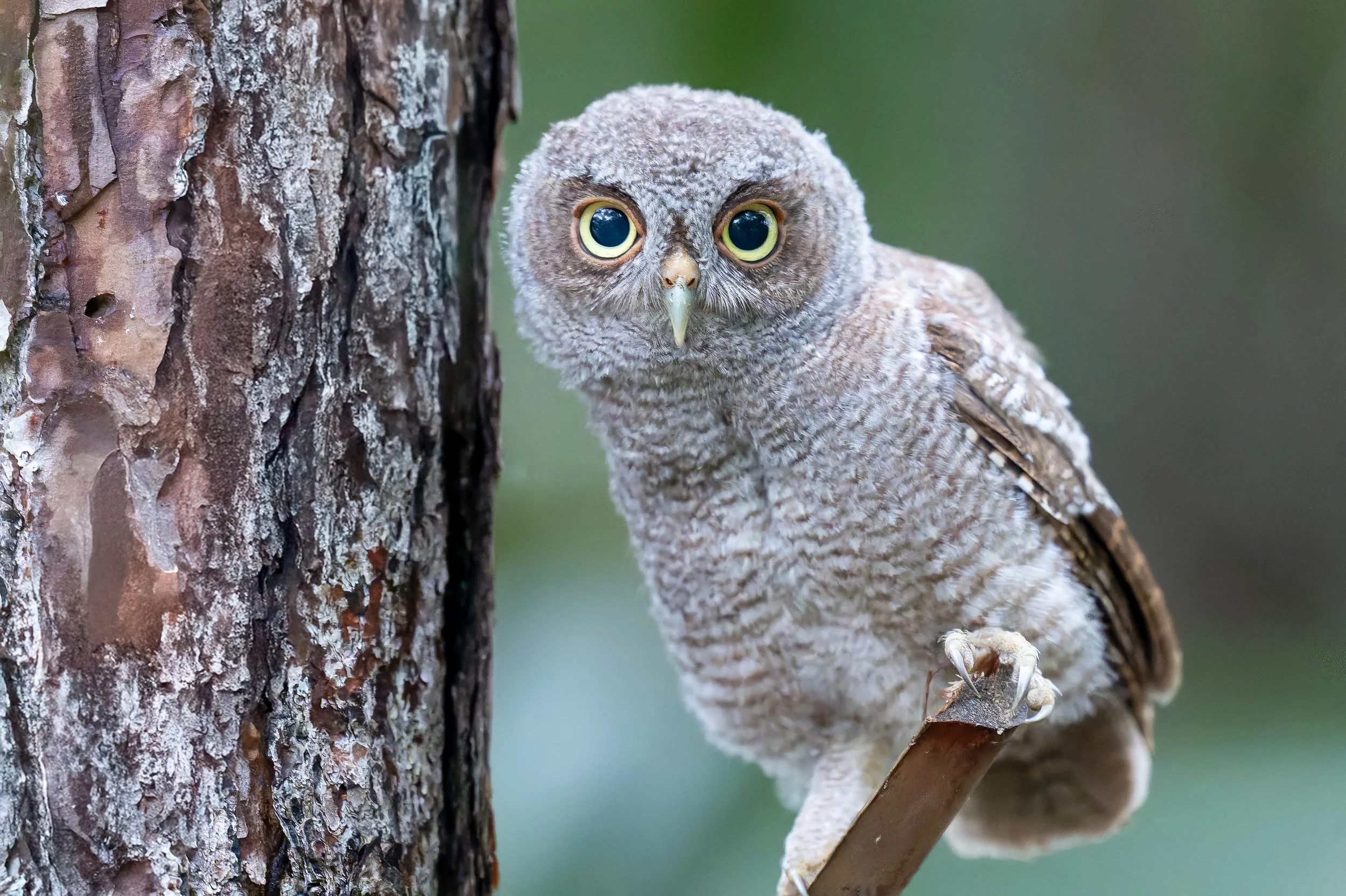 screech owl chick.jpg