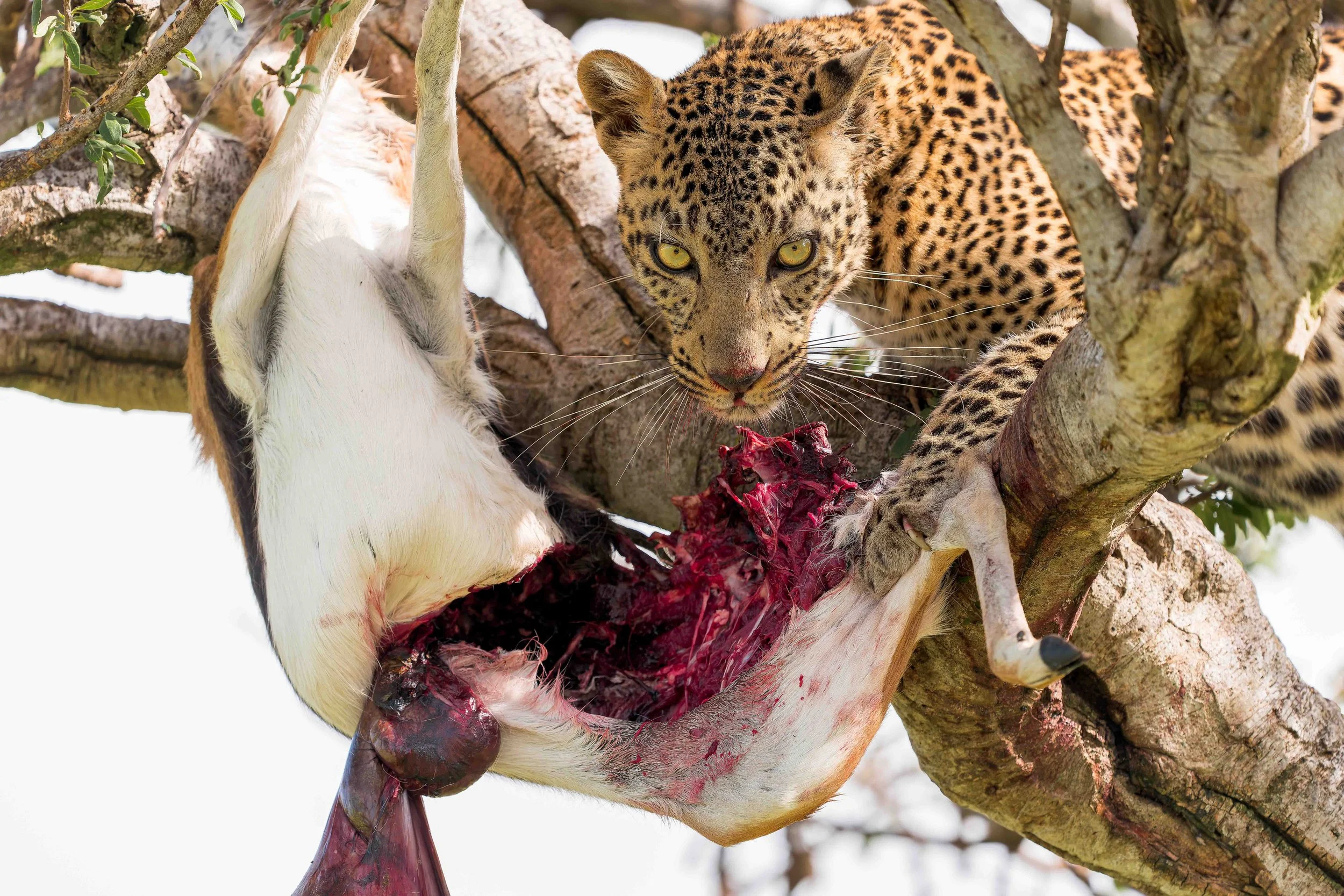 Leopard for website-2.jpg
