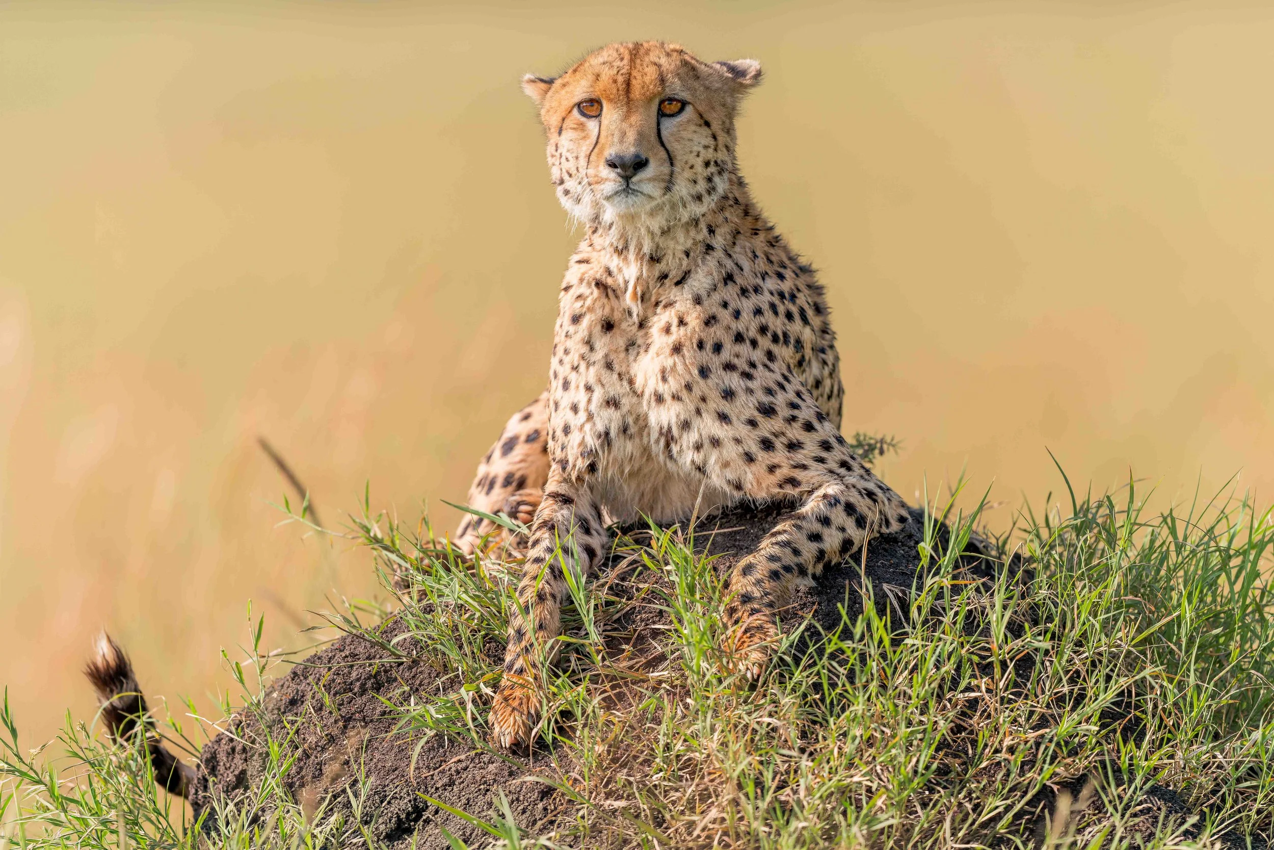 cheetah mound for website.jpg