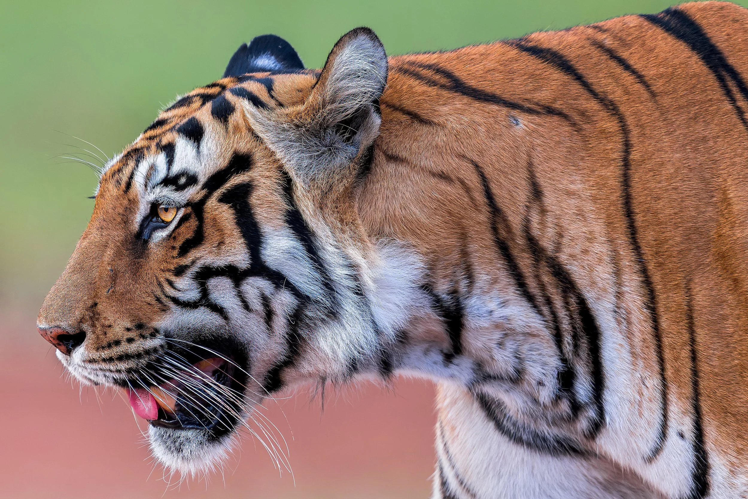 tiger close up full.jpg