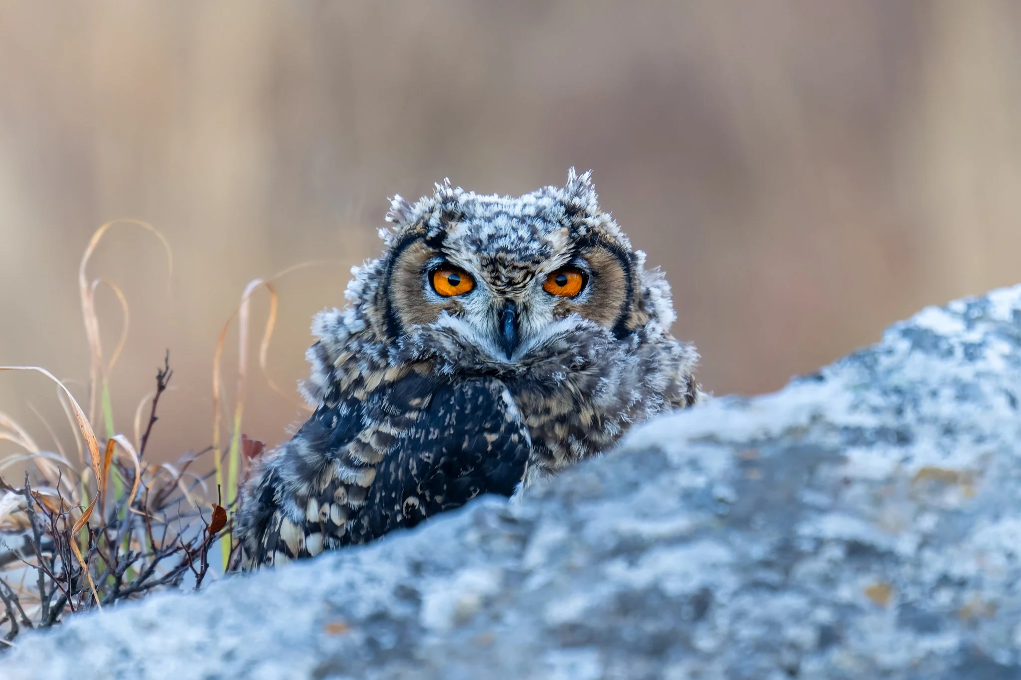 Cape Eagle Owl - juvenile