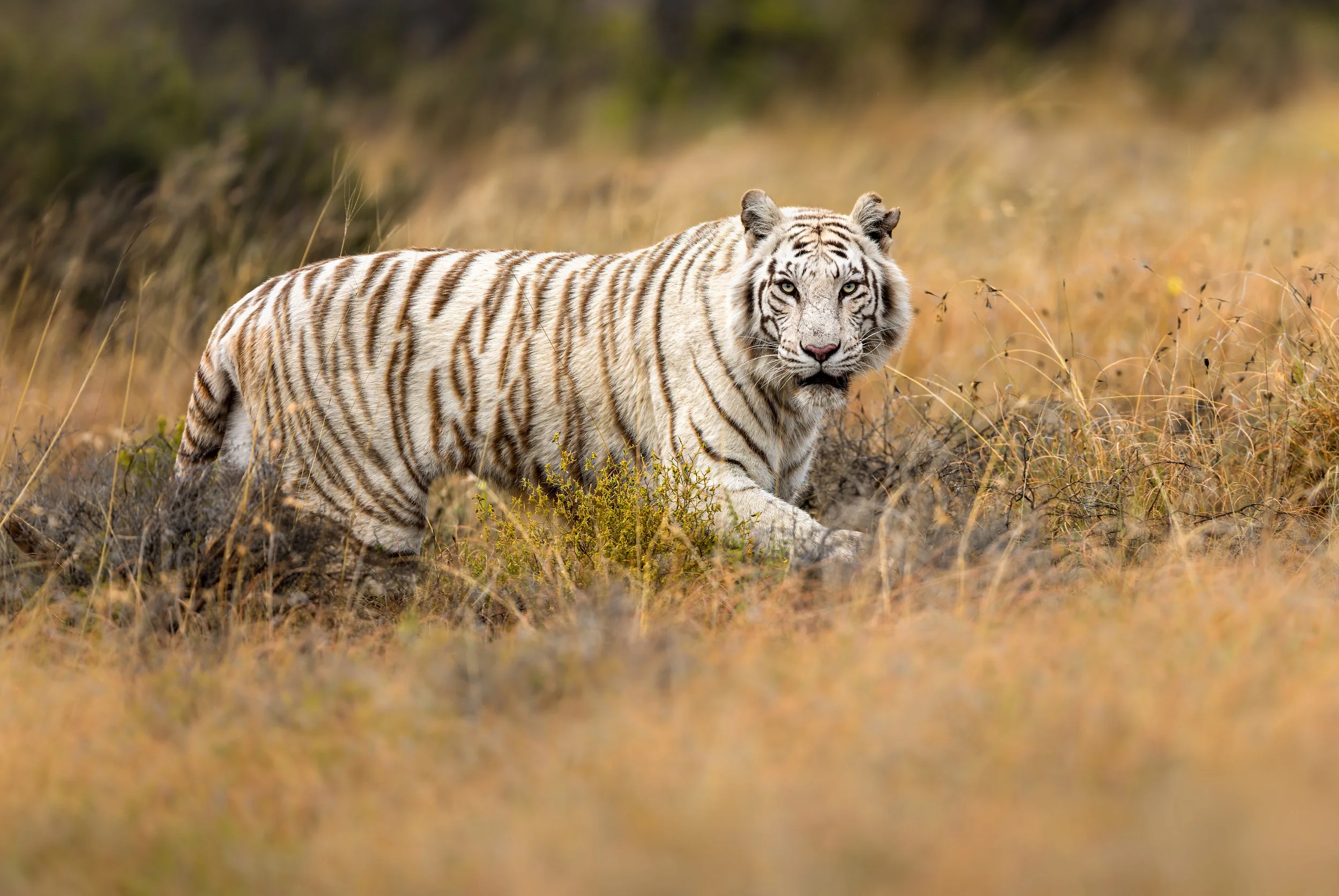 white tiger eye replace updated.jpg