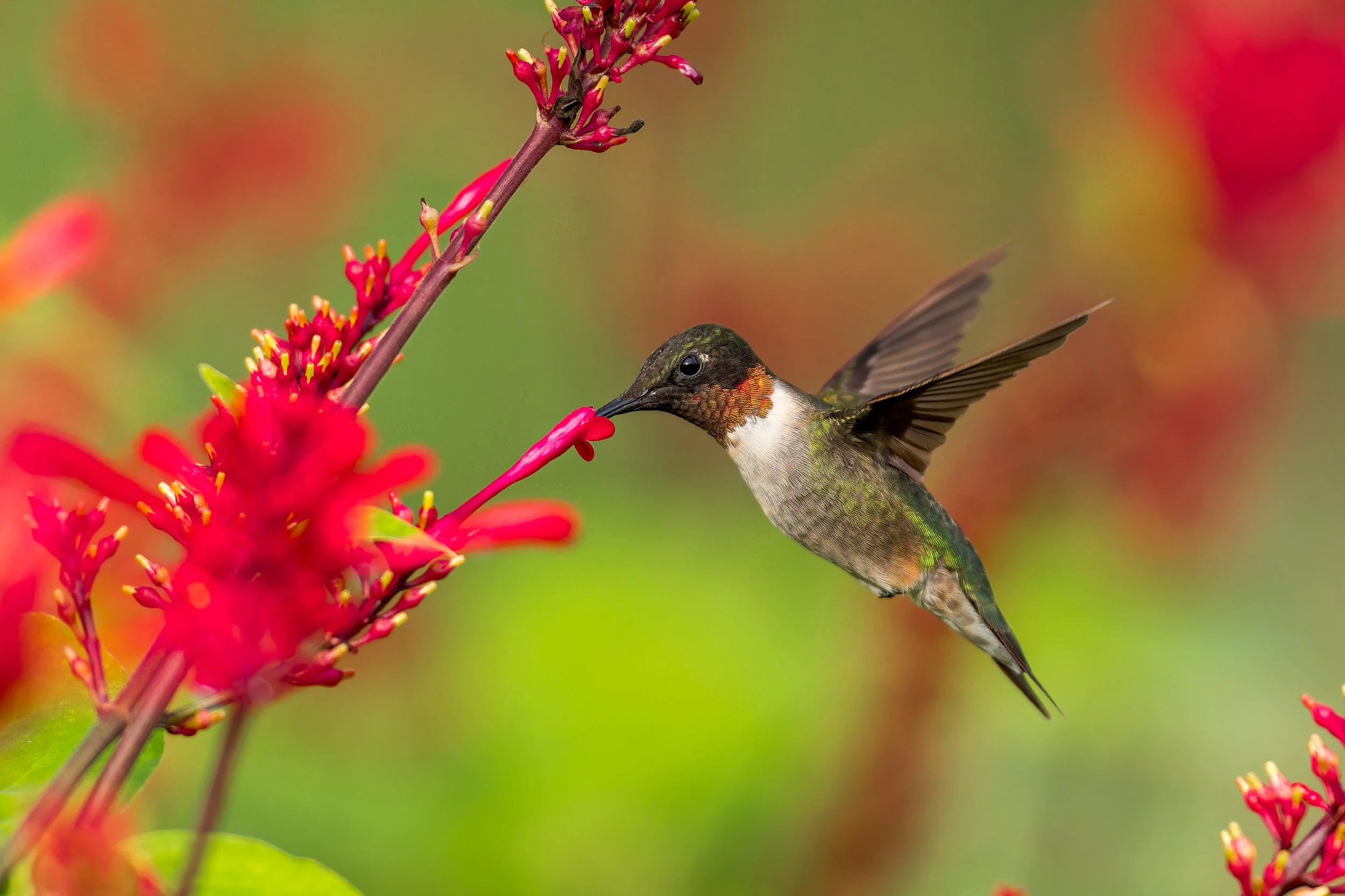 _SN21408-DxO_DeepPRIME XD2s-2.jpeg