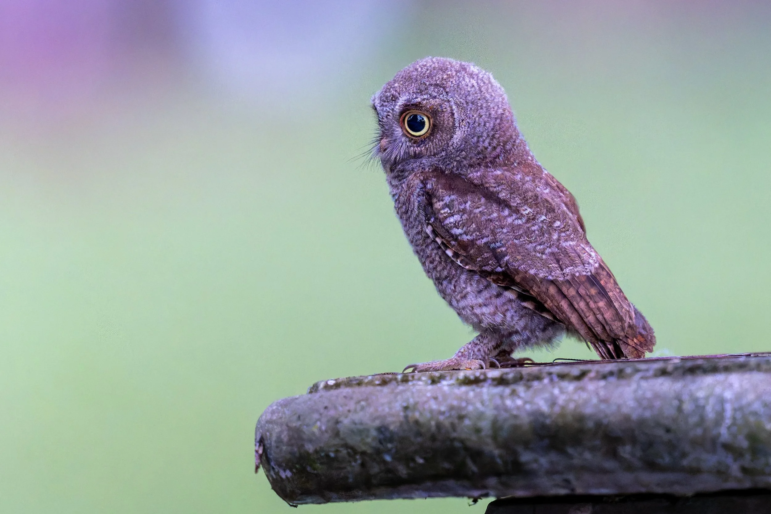 screech owl chick red morph.jpg