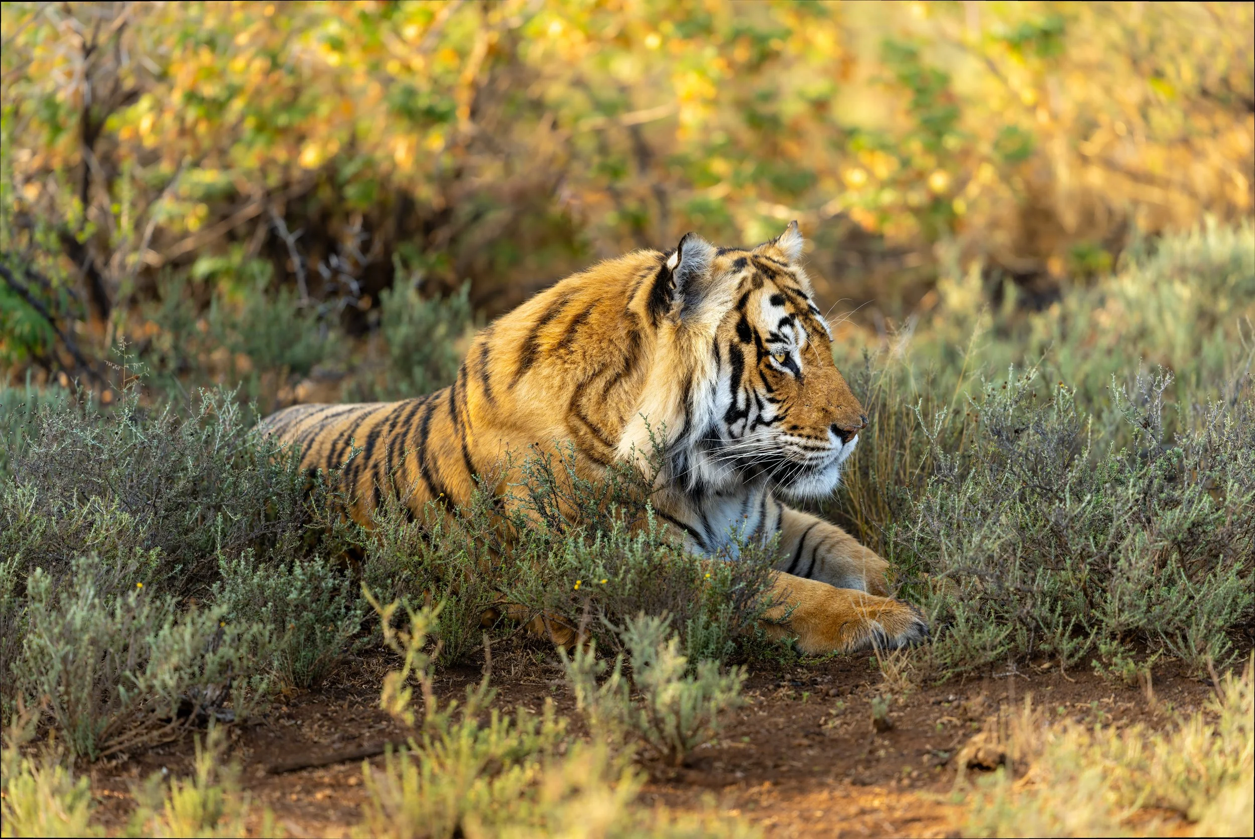 tiger side profile in light website.jpeg