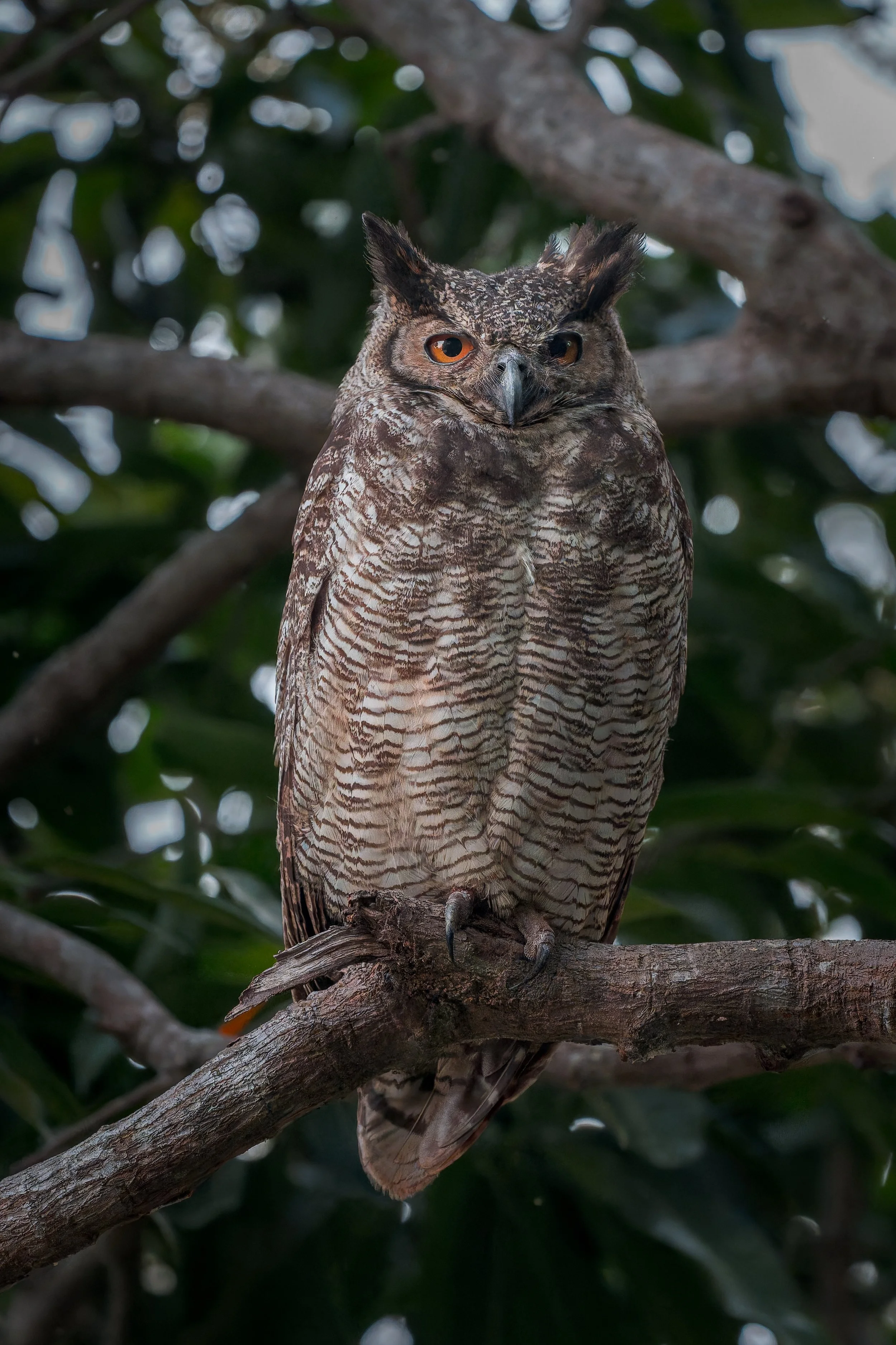 Great Horned Owl (Brazil)