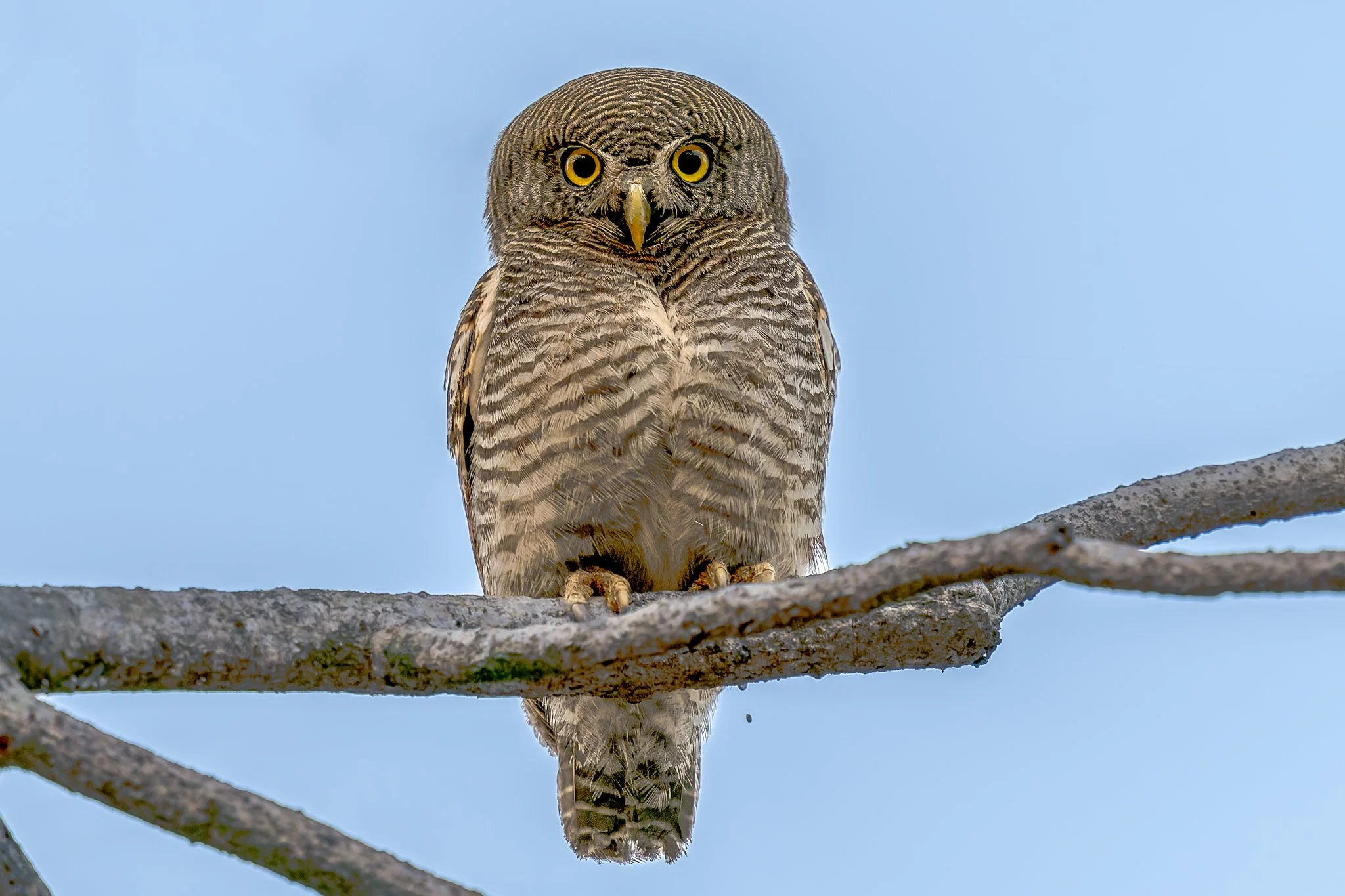 Spotted Owlet