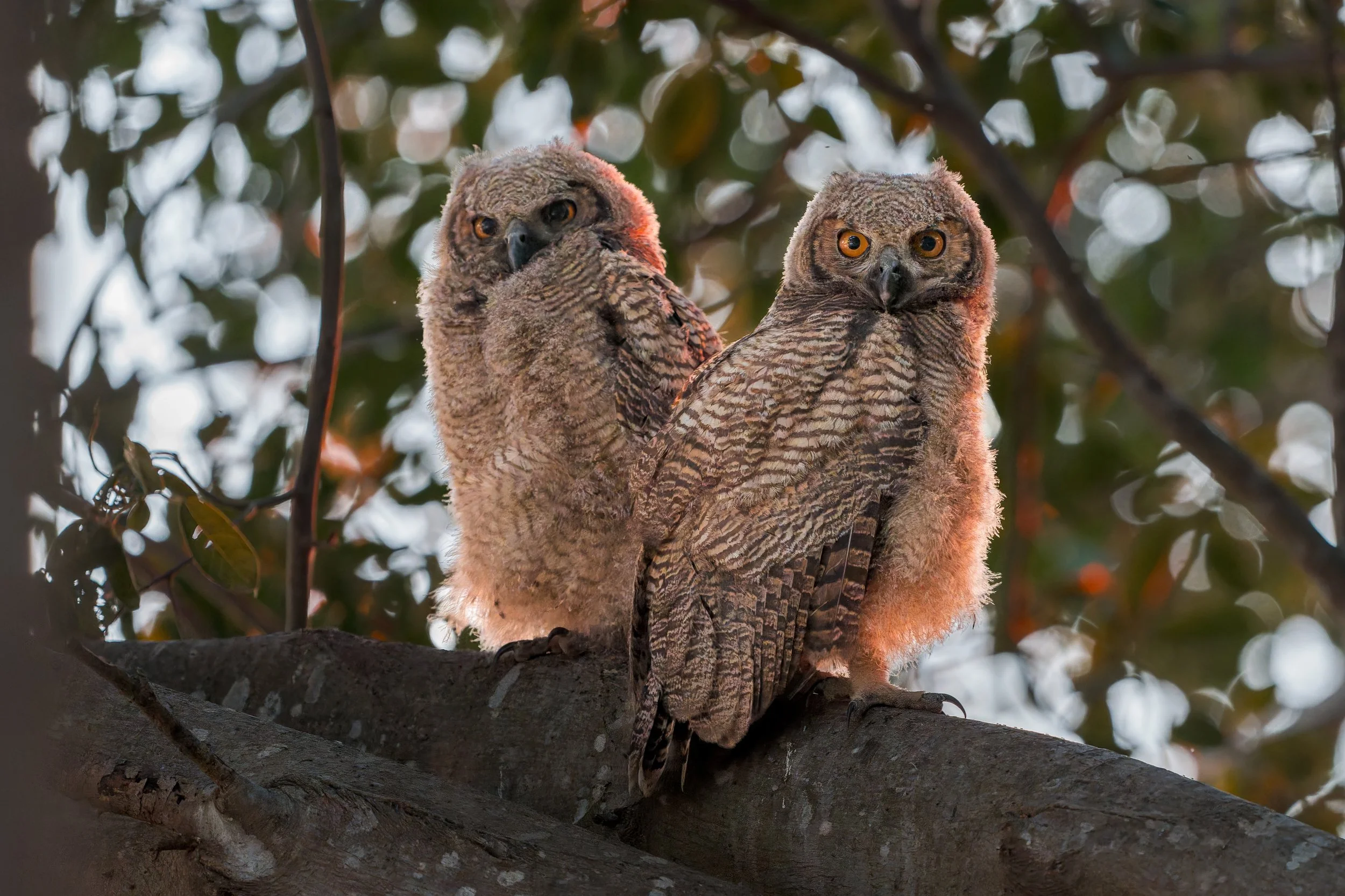Great Horned Owl (Brazil)