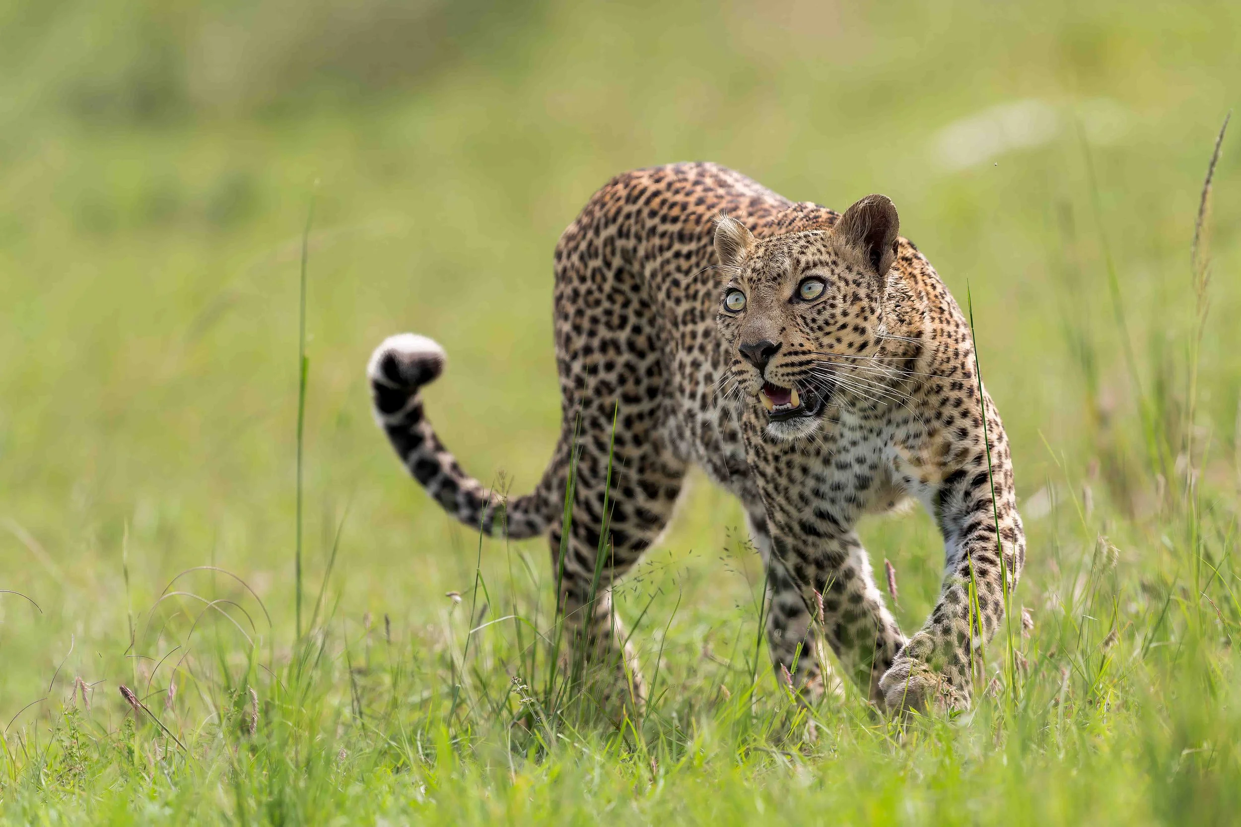 Leopard for website.jpg