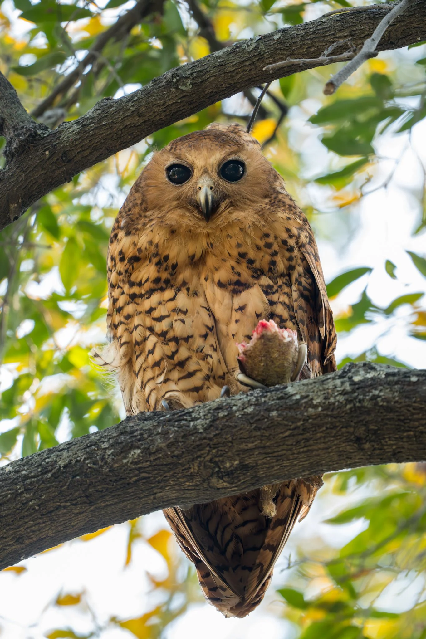 Pel's Fishing Owl