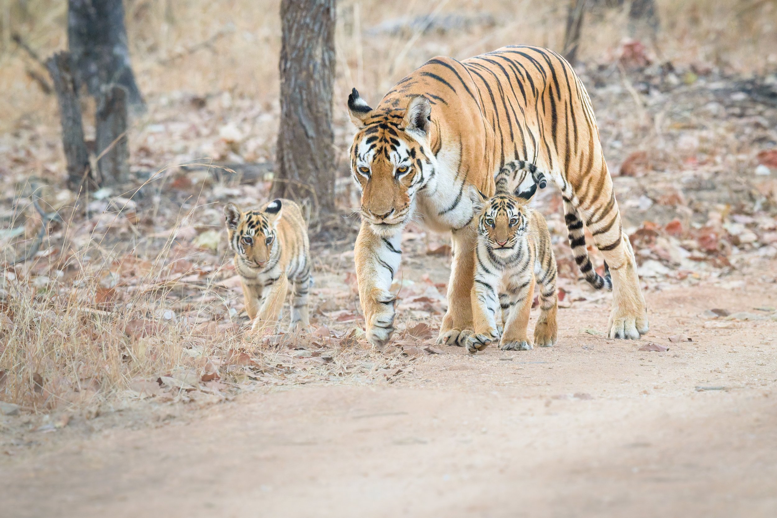 tiger and cubs-2.jpg