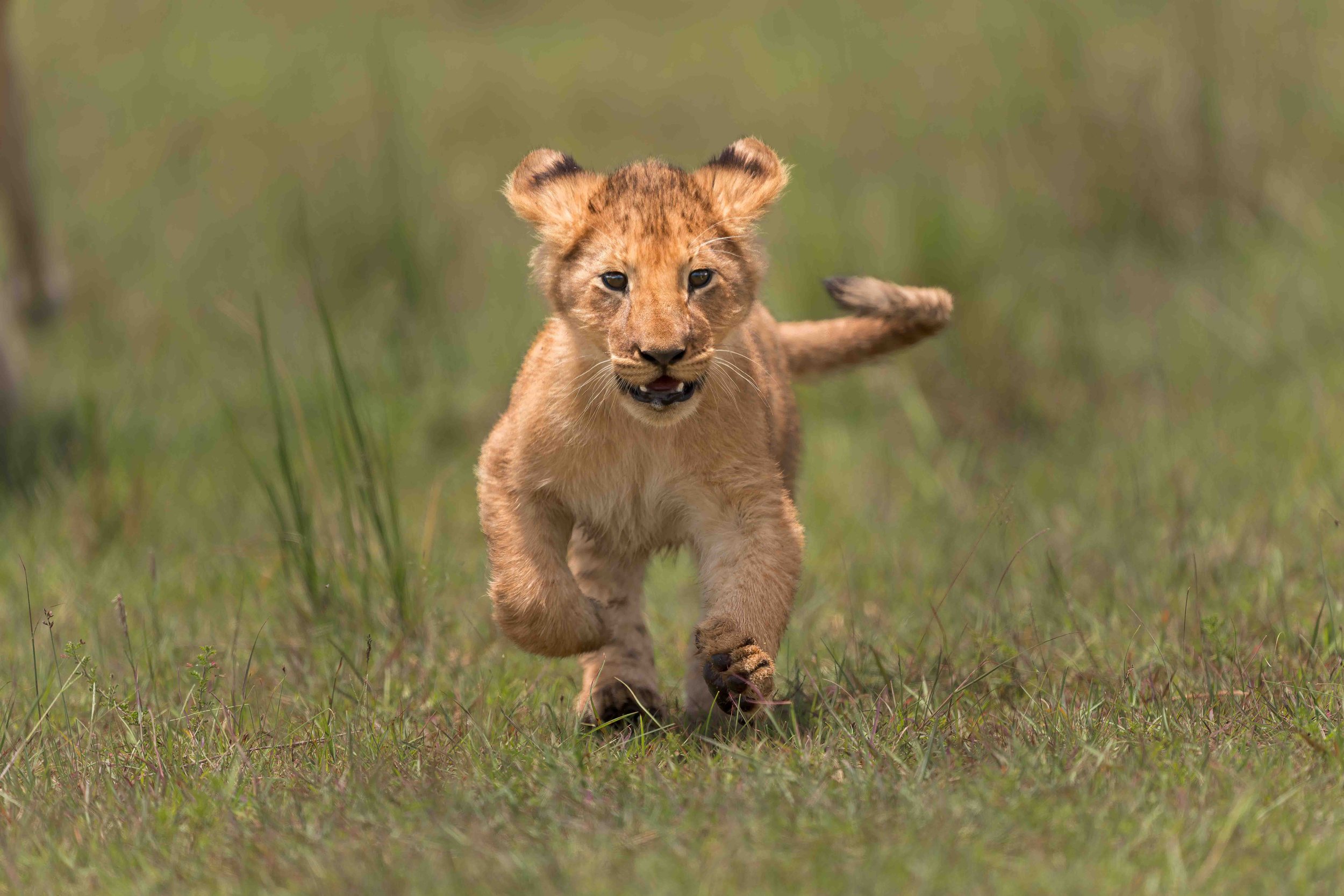 lion cub running website.jpg
