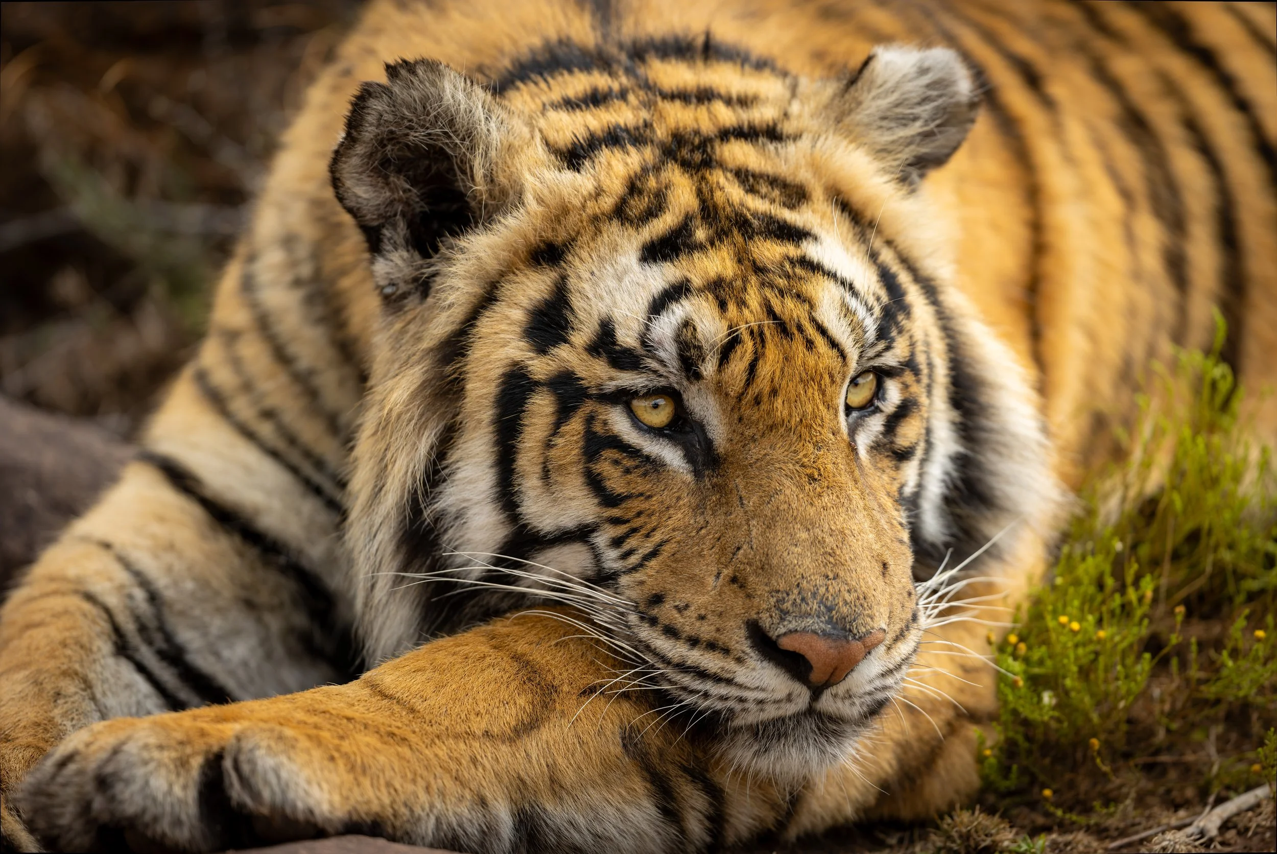 tiger close-2 website.jpeg