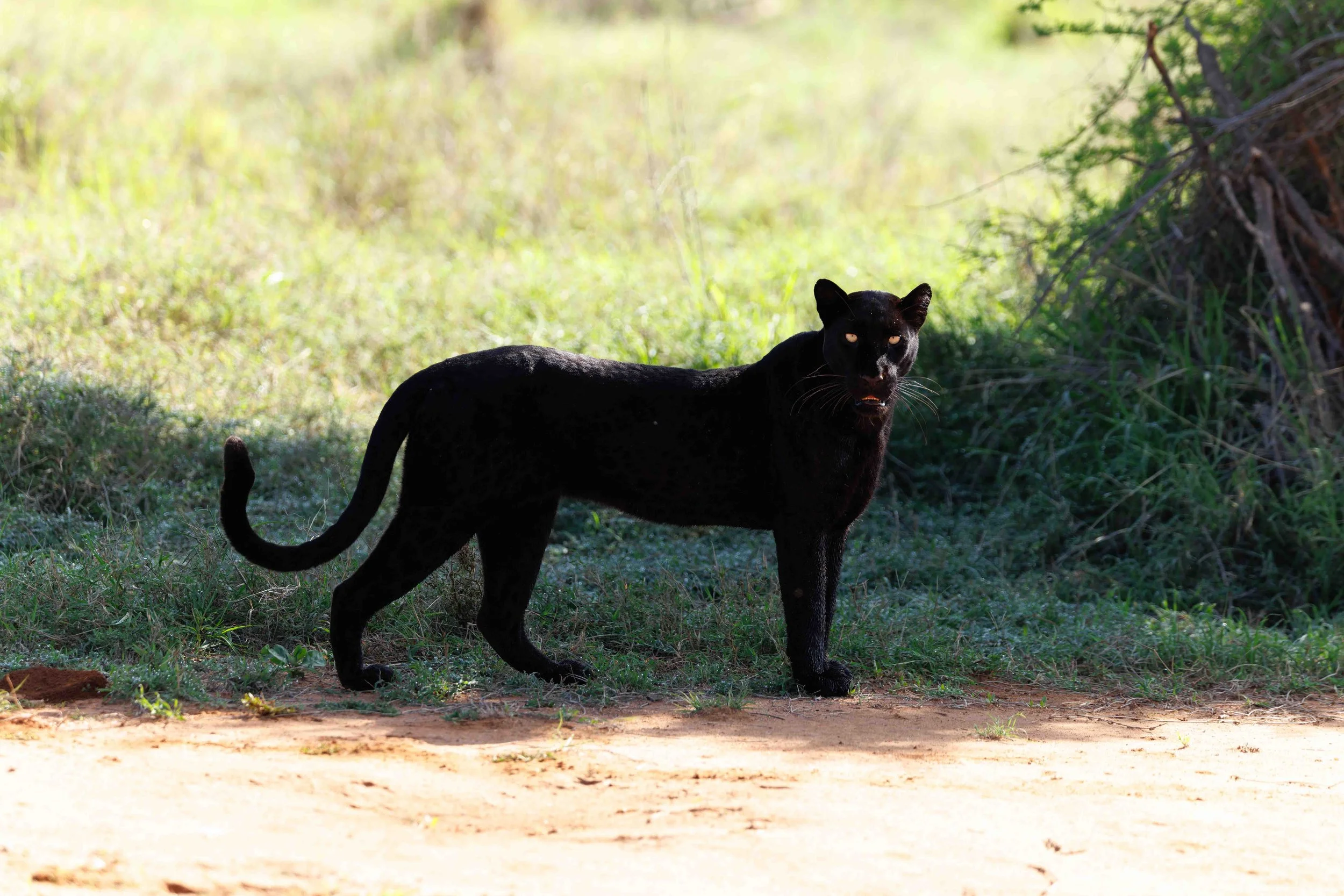 Giza for website-2.jpg