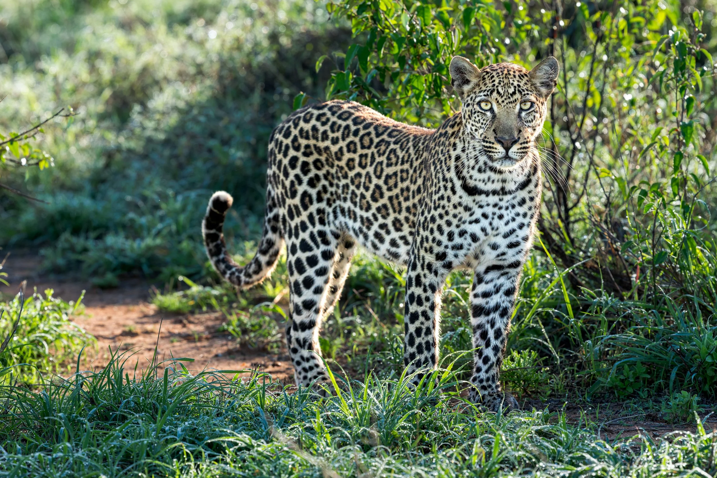 leopard subadult full .jpg