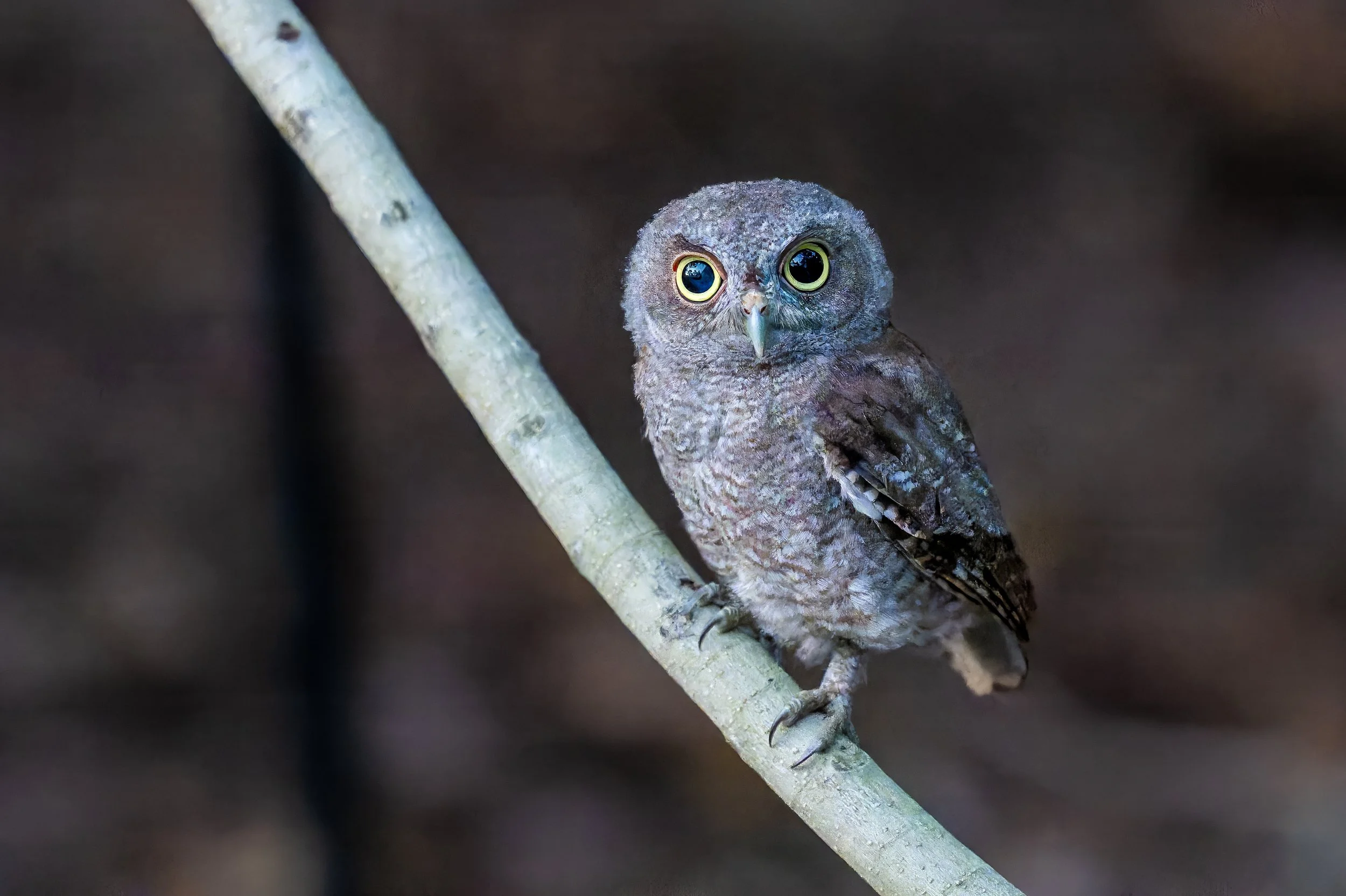screech chick on my perch.jpg