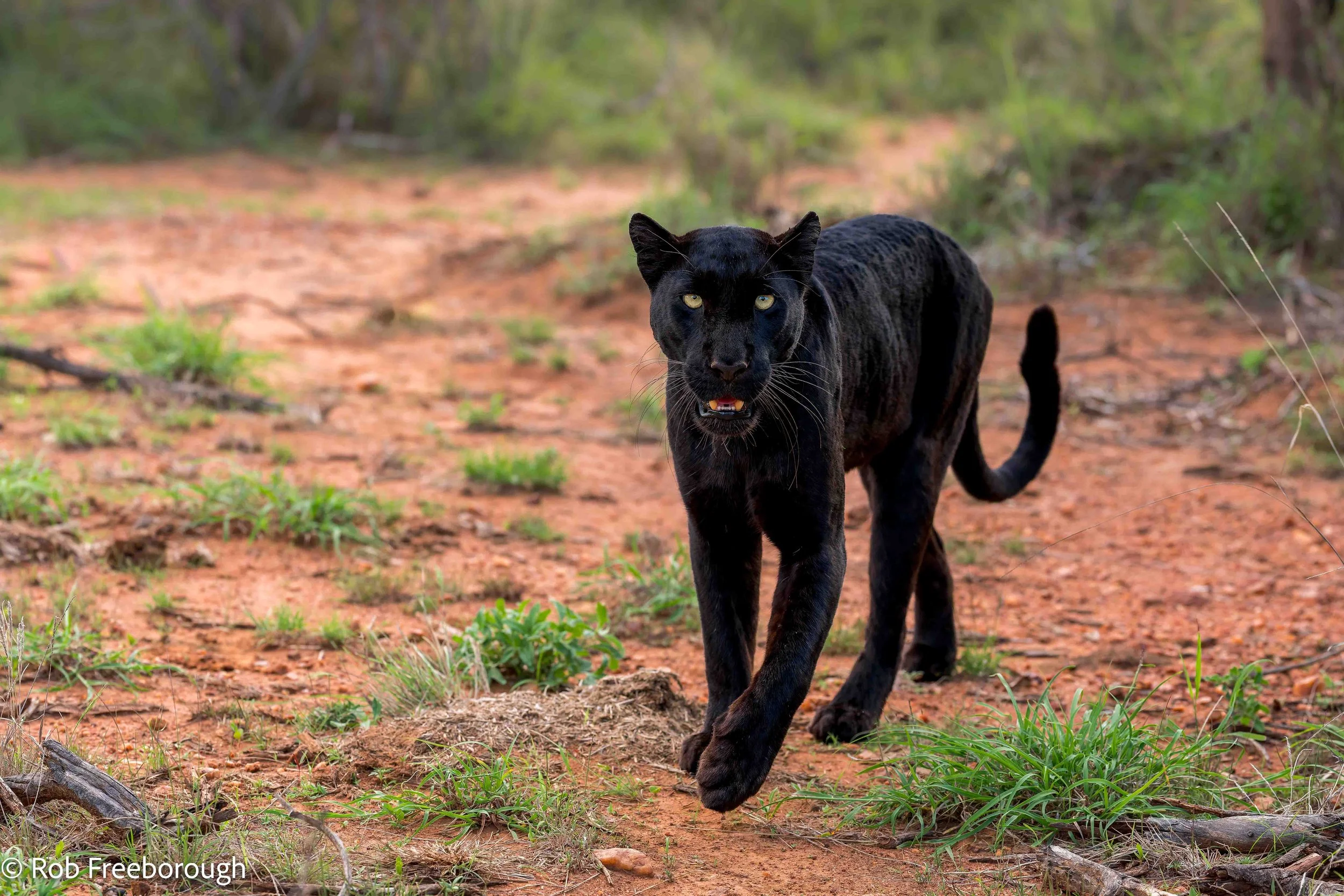 Giza best website.jpg