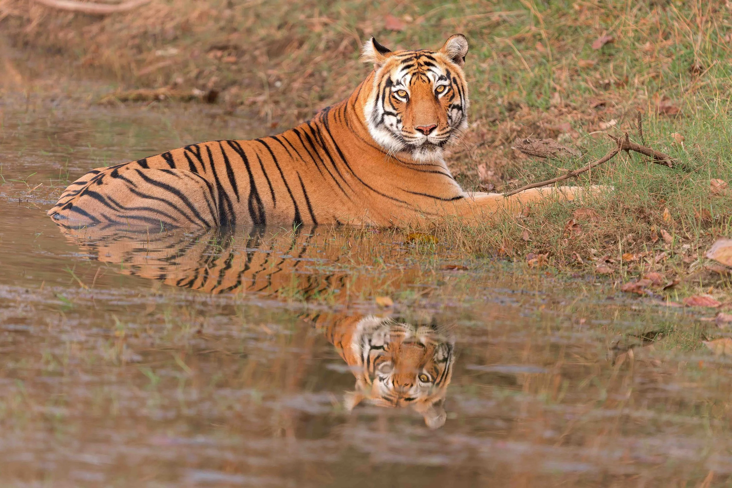 tiger in water website.jpg