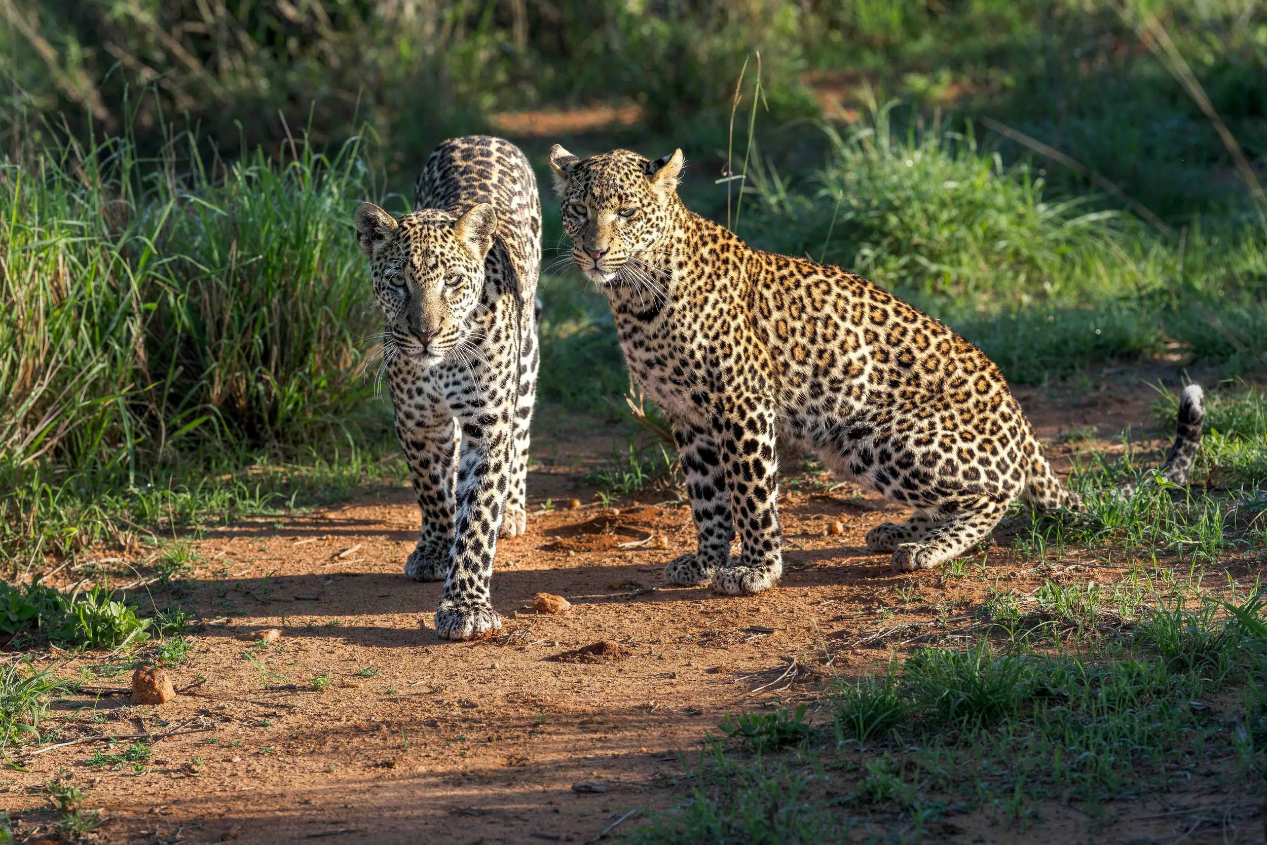 leopard - giza cubs for website-2.jpg